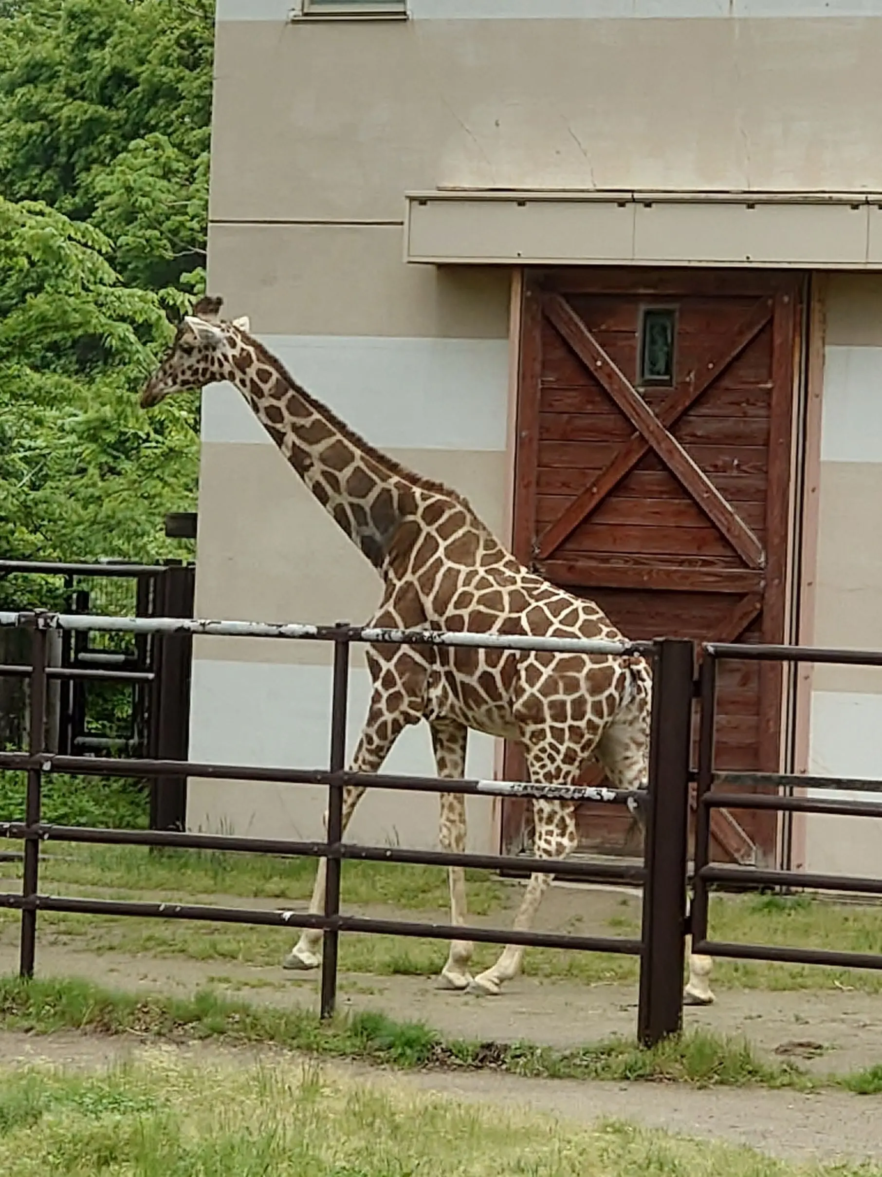 キリン