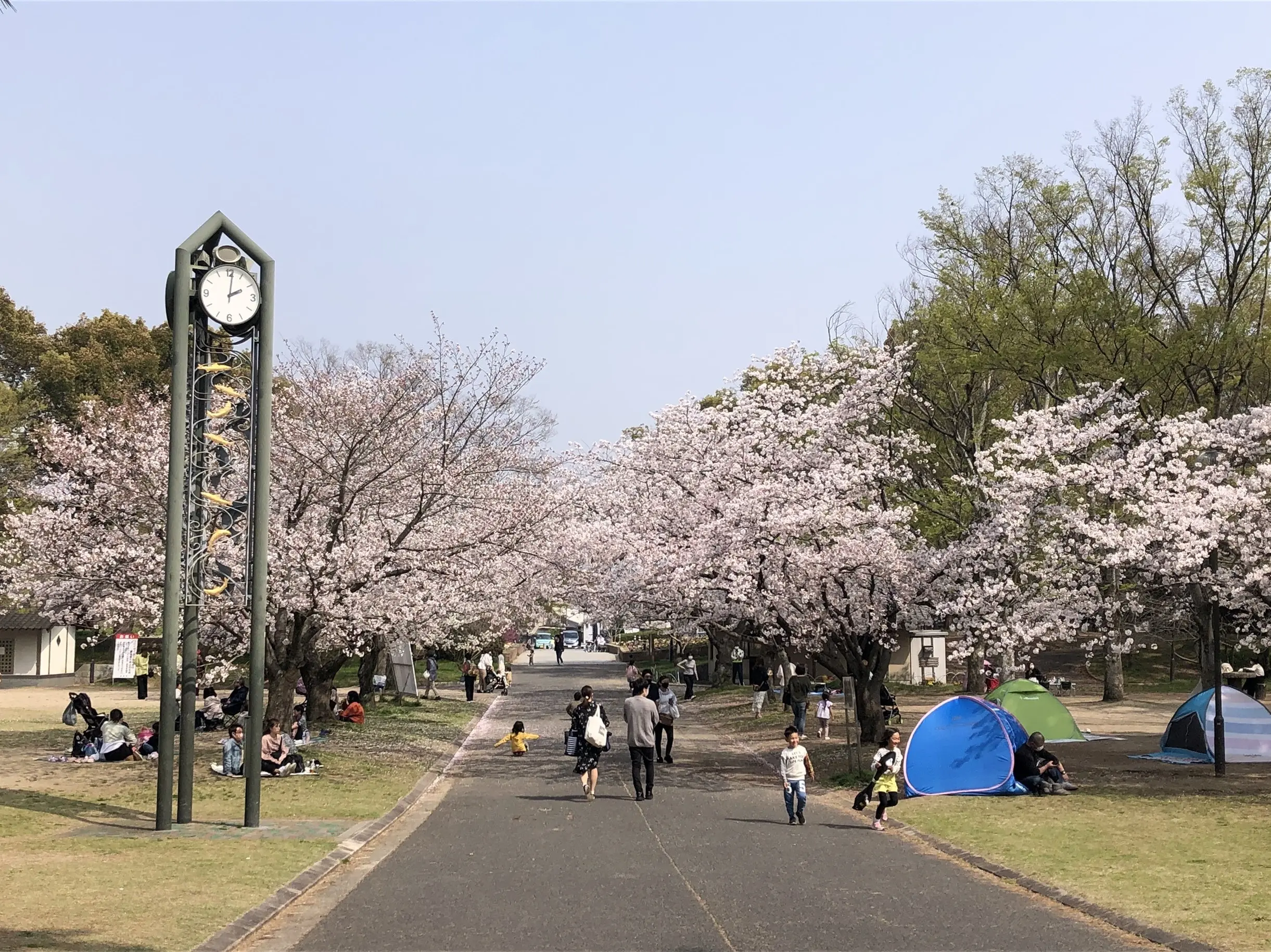 時計台　桜の木