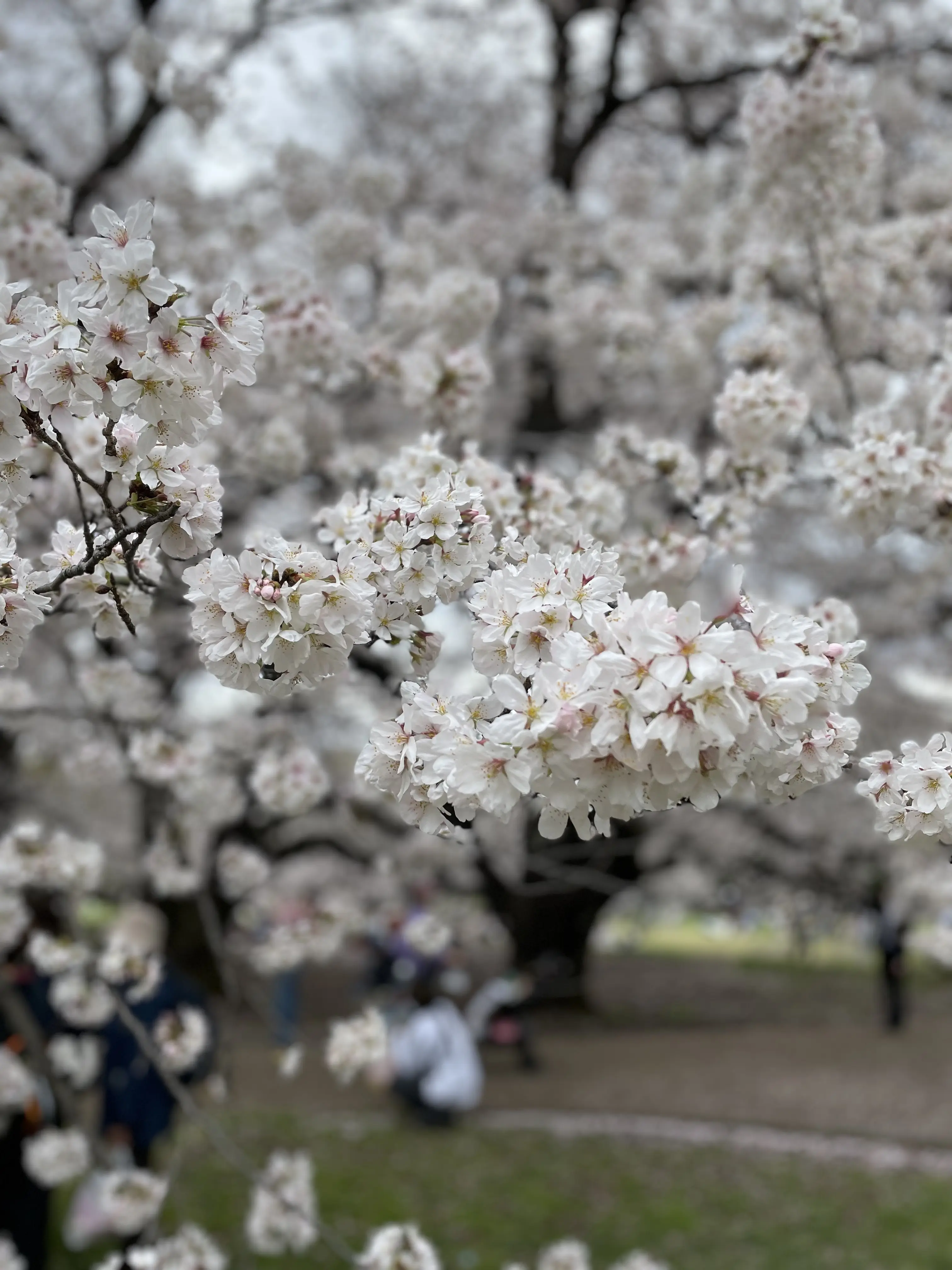 桜満開の大波｢砧公園｣♡｢五感に触れる｣素敵カフェにて_1_5