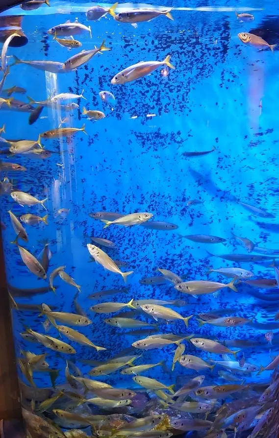 男鹿水族館GAO真鯵の水槽