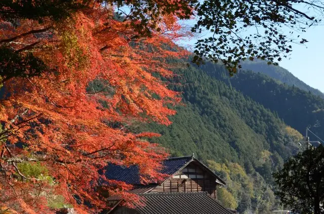 秋を探し求めて…紅葉に大銀杏に、行列の出来る鯛焼まで♡♡♡_1_1