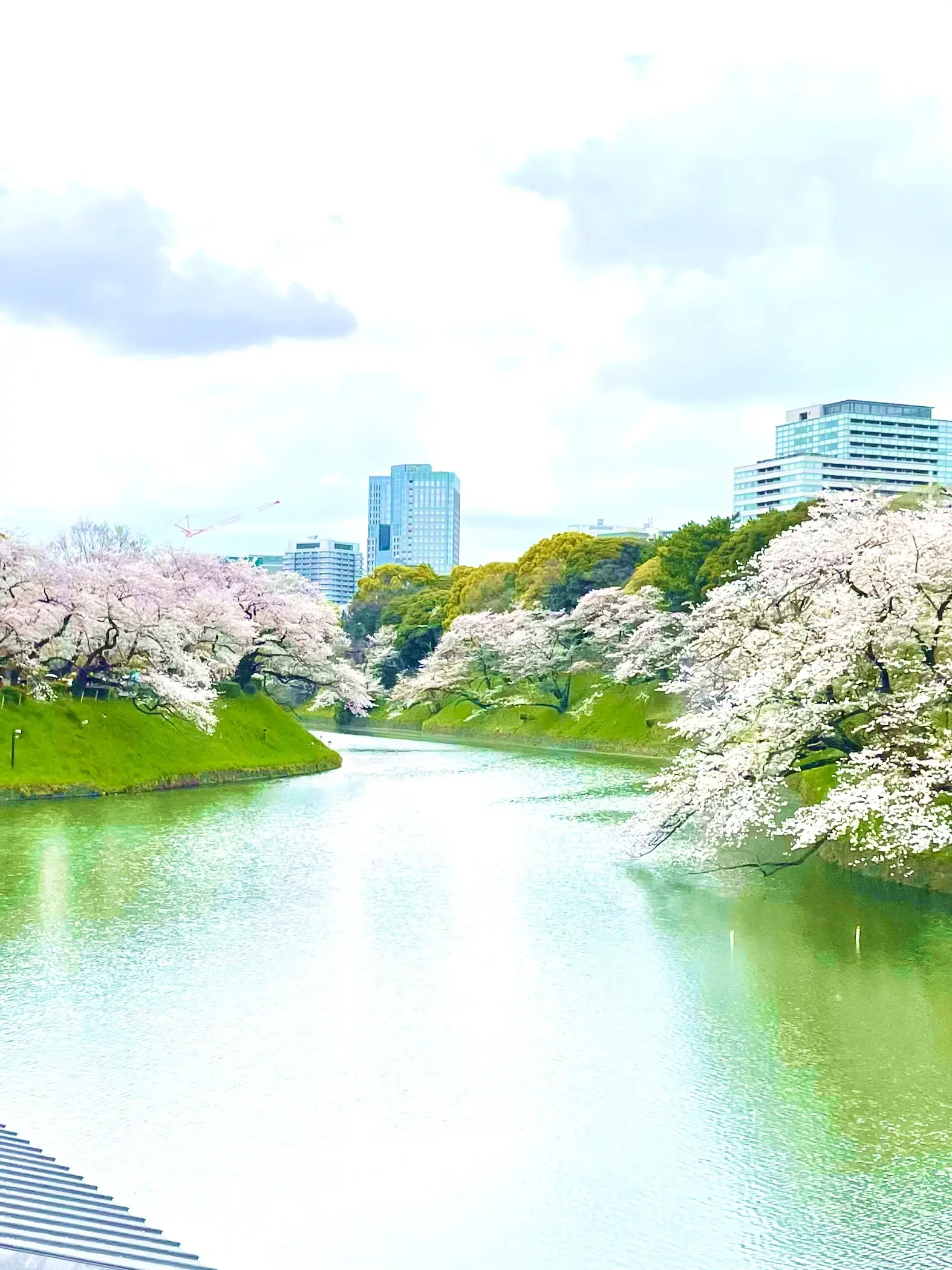 春、桜、お花見、、千鳥ヶ淵、九段下、半蔵門、4月、お花見名所、名所、撮影スポット、絶景