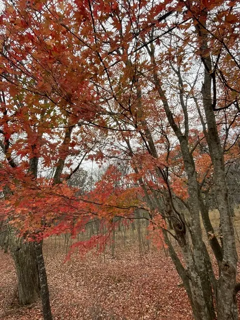 塩谷温泉の紅葉