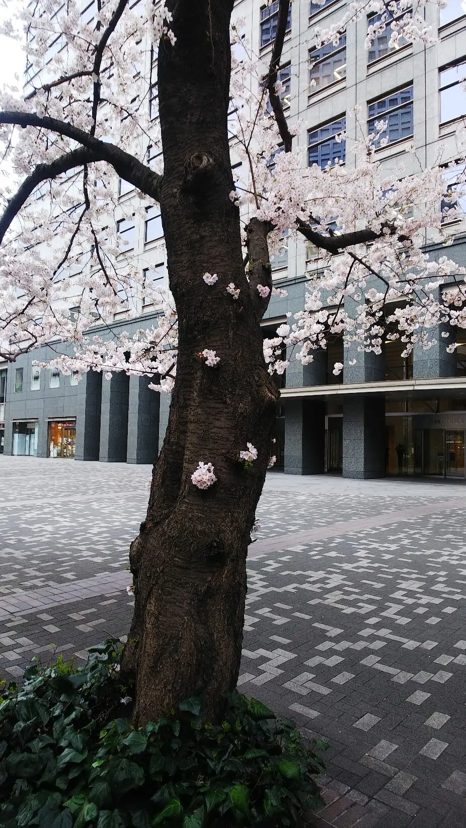 『胴吹き桜』_1_2