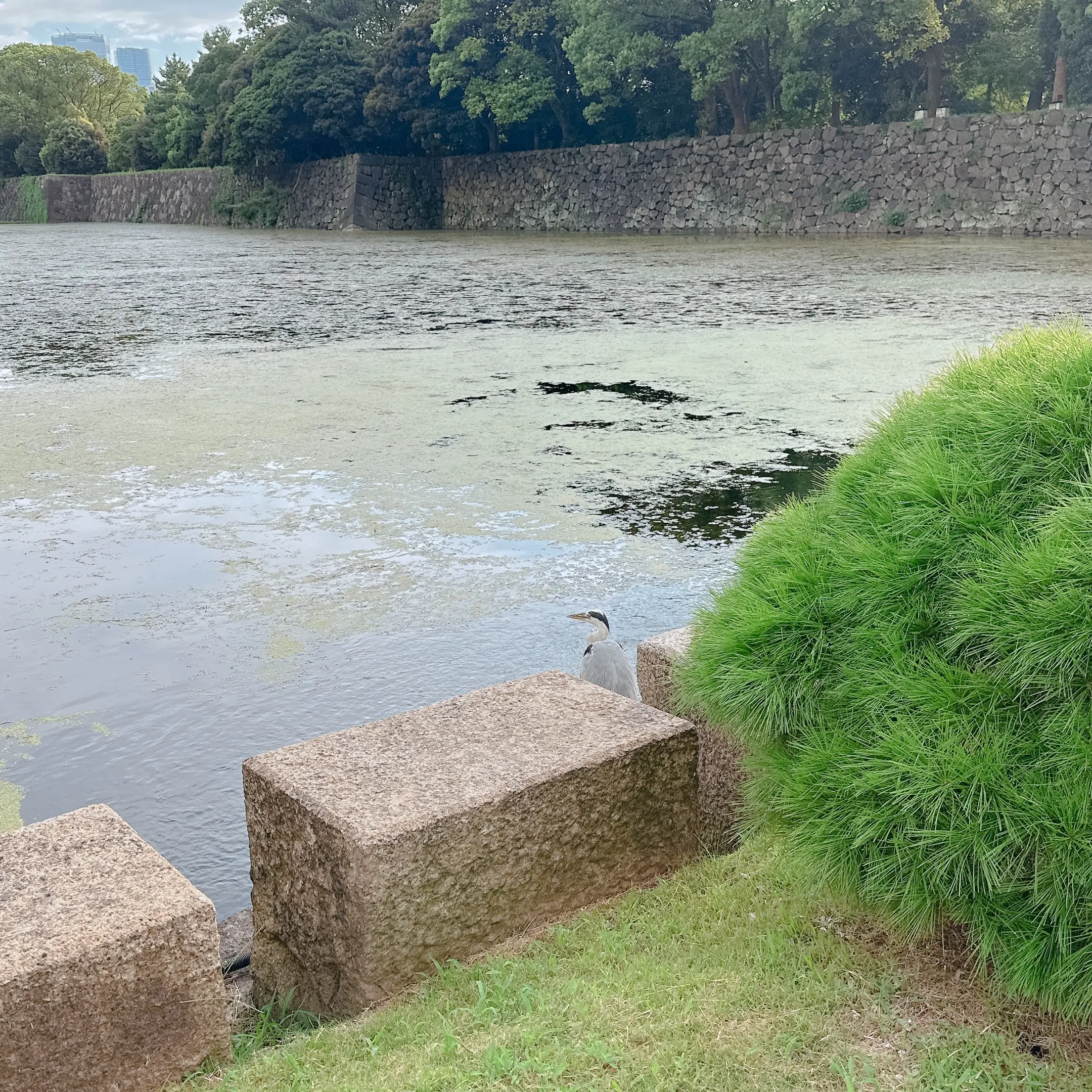 皇居東御苑 大手門