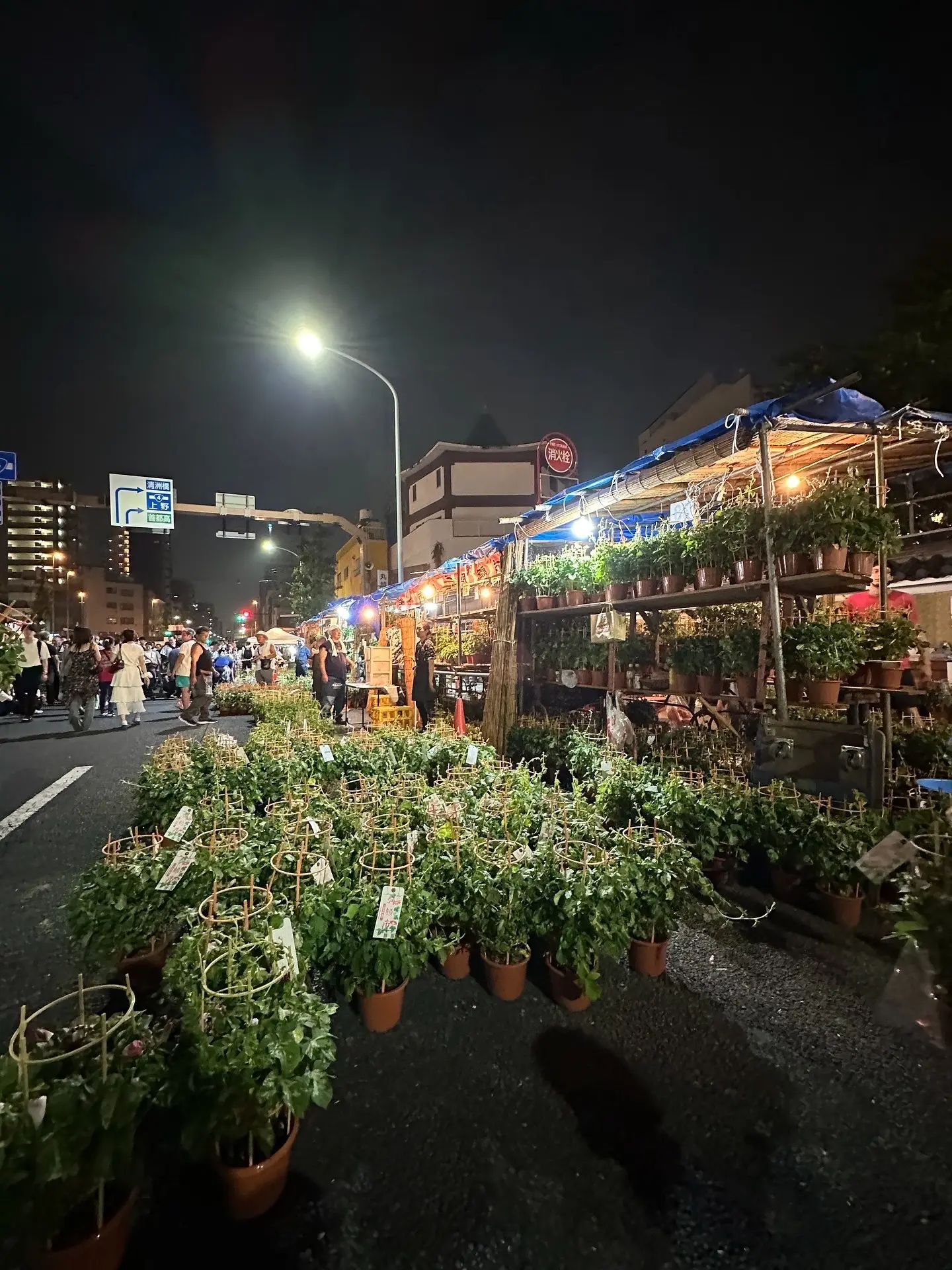 朝顔市