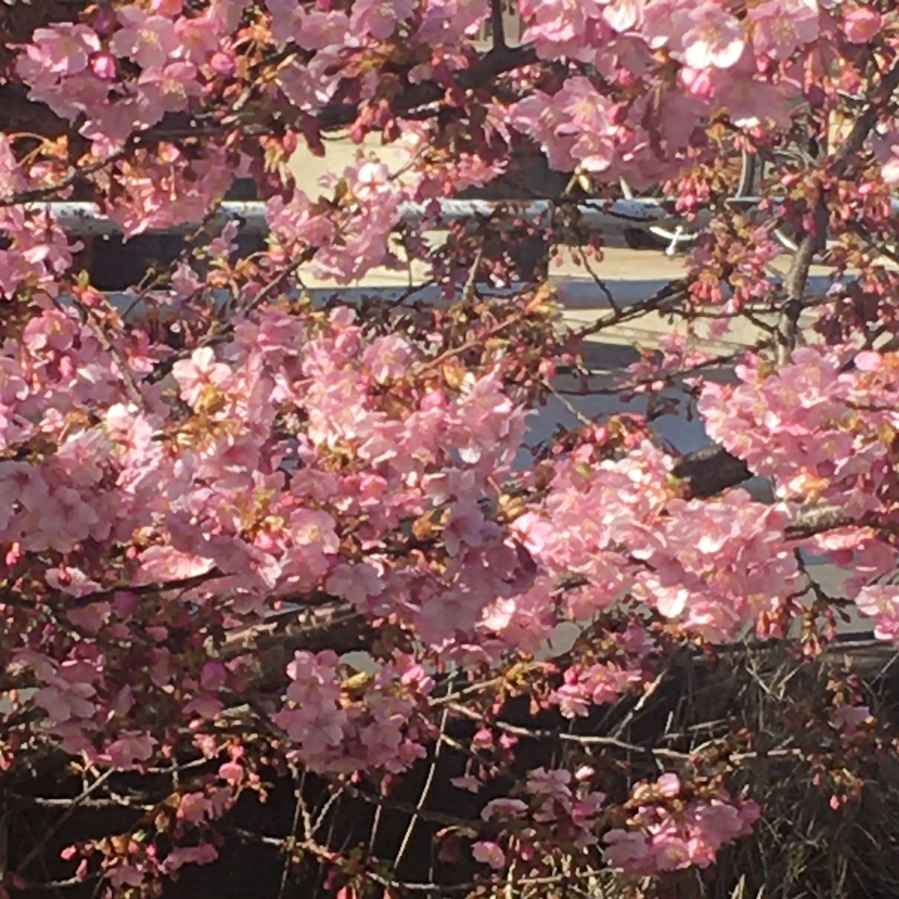 河津桜も見ごろです