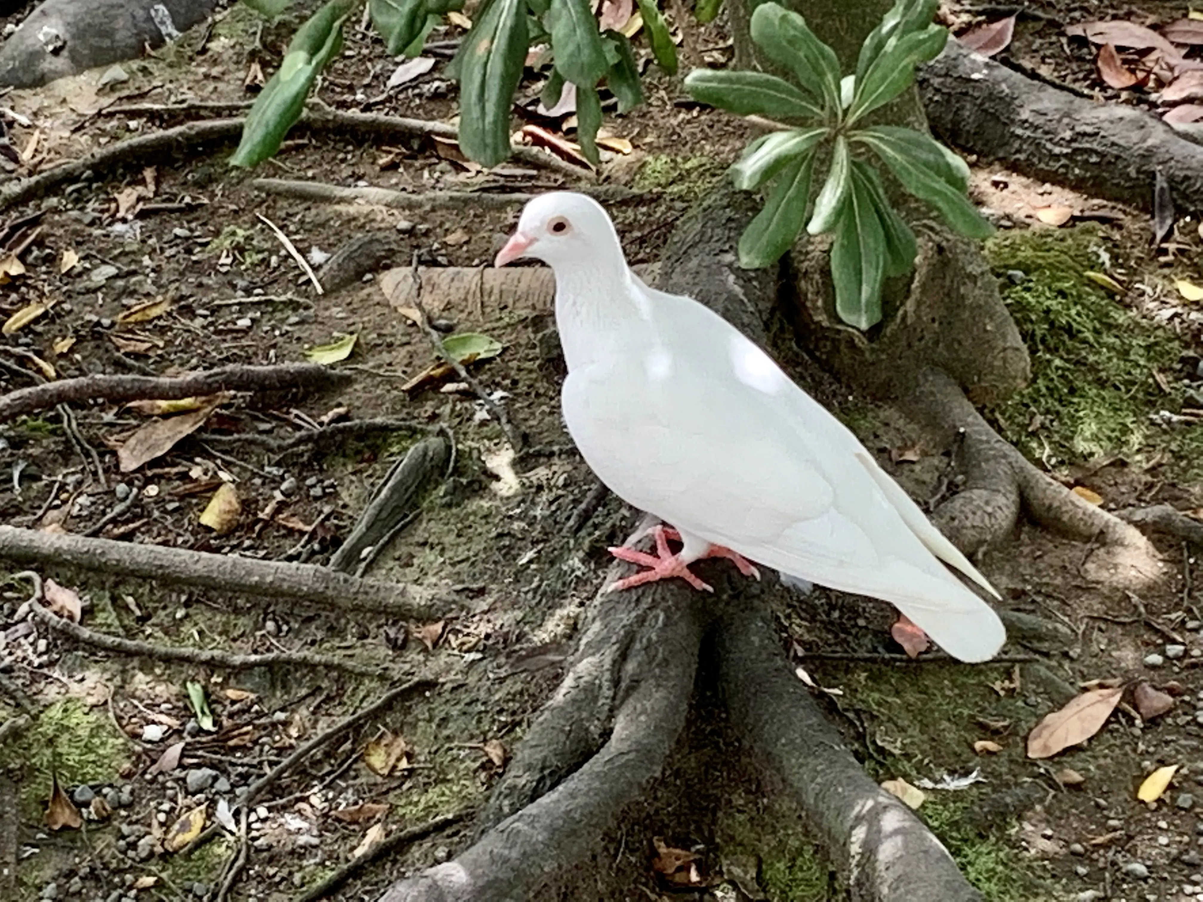 政子石付近で見られる白い鳩