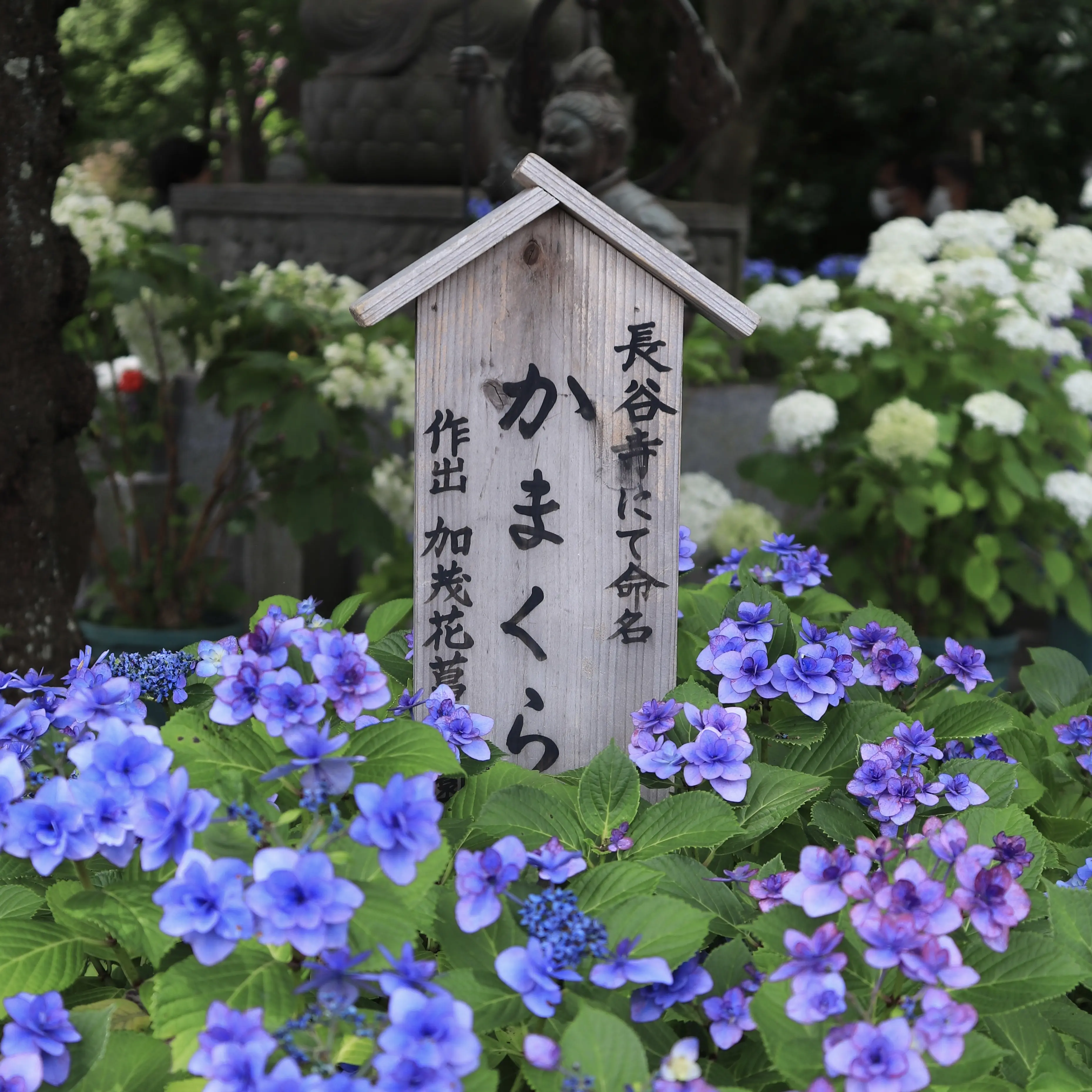 紫陽花　かまくら　長谷寺