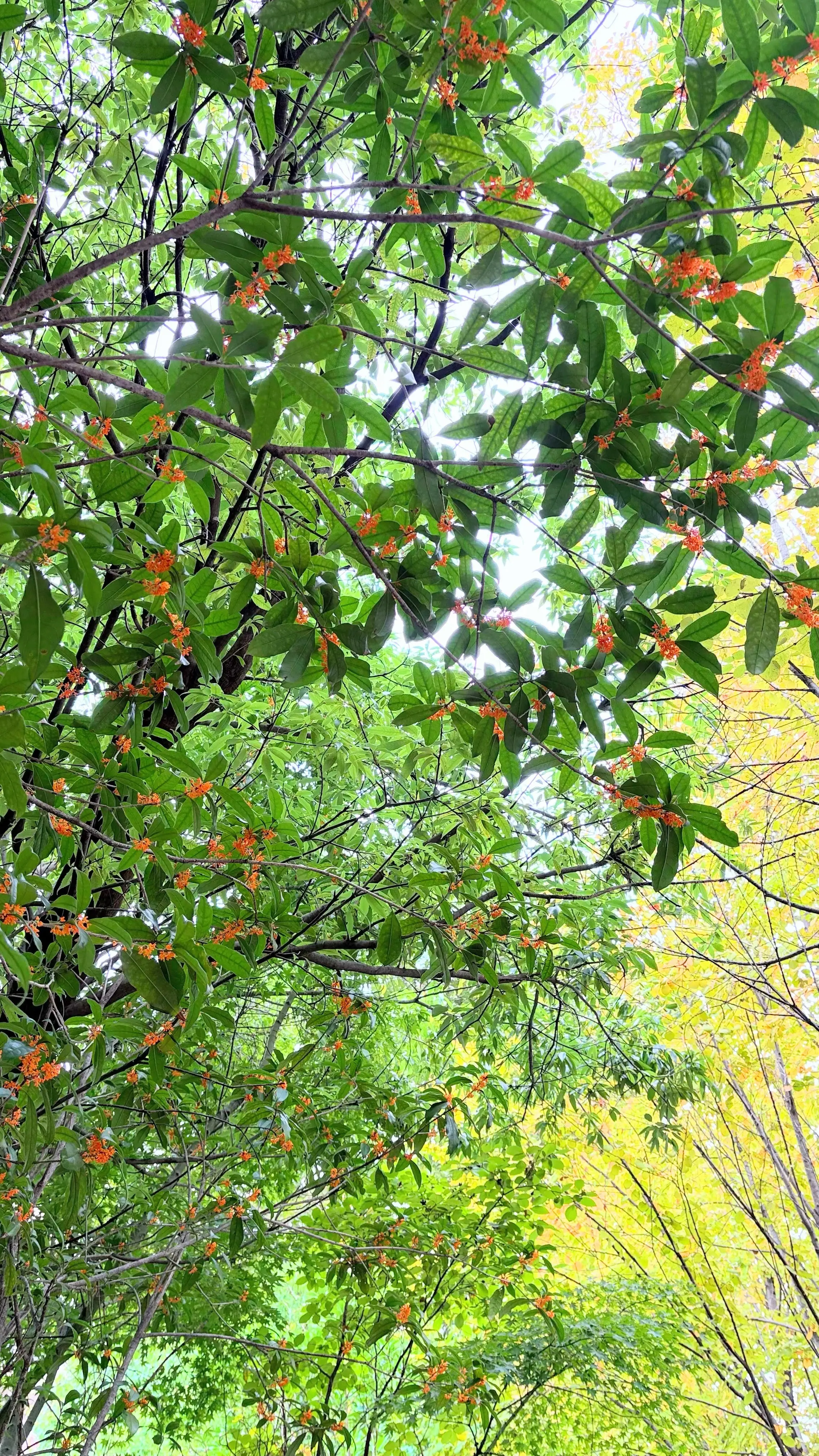 キンモクセイ　金木犀　紅葉　秋　秋の紅葉　秋の訪れ　autumn