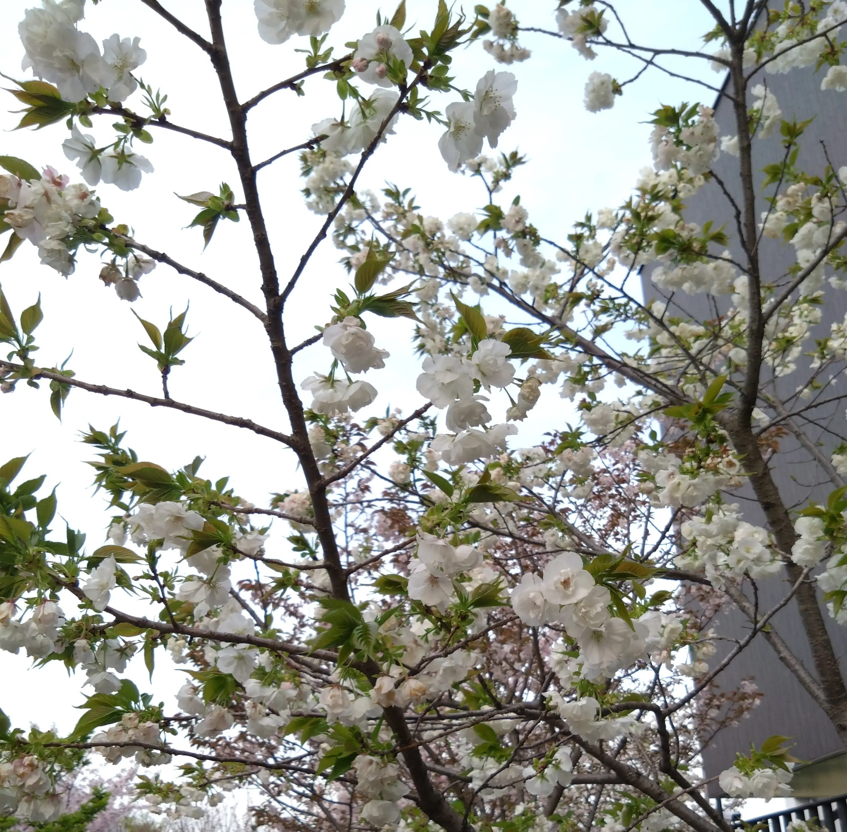 造幣局さいたま支局「桜のさんぽ道」_1_4-1