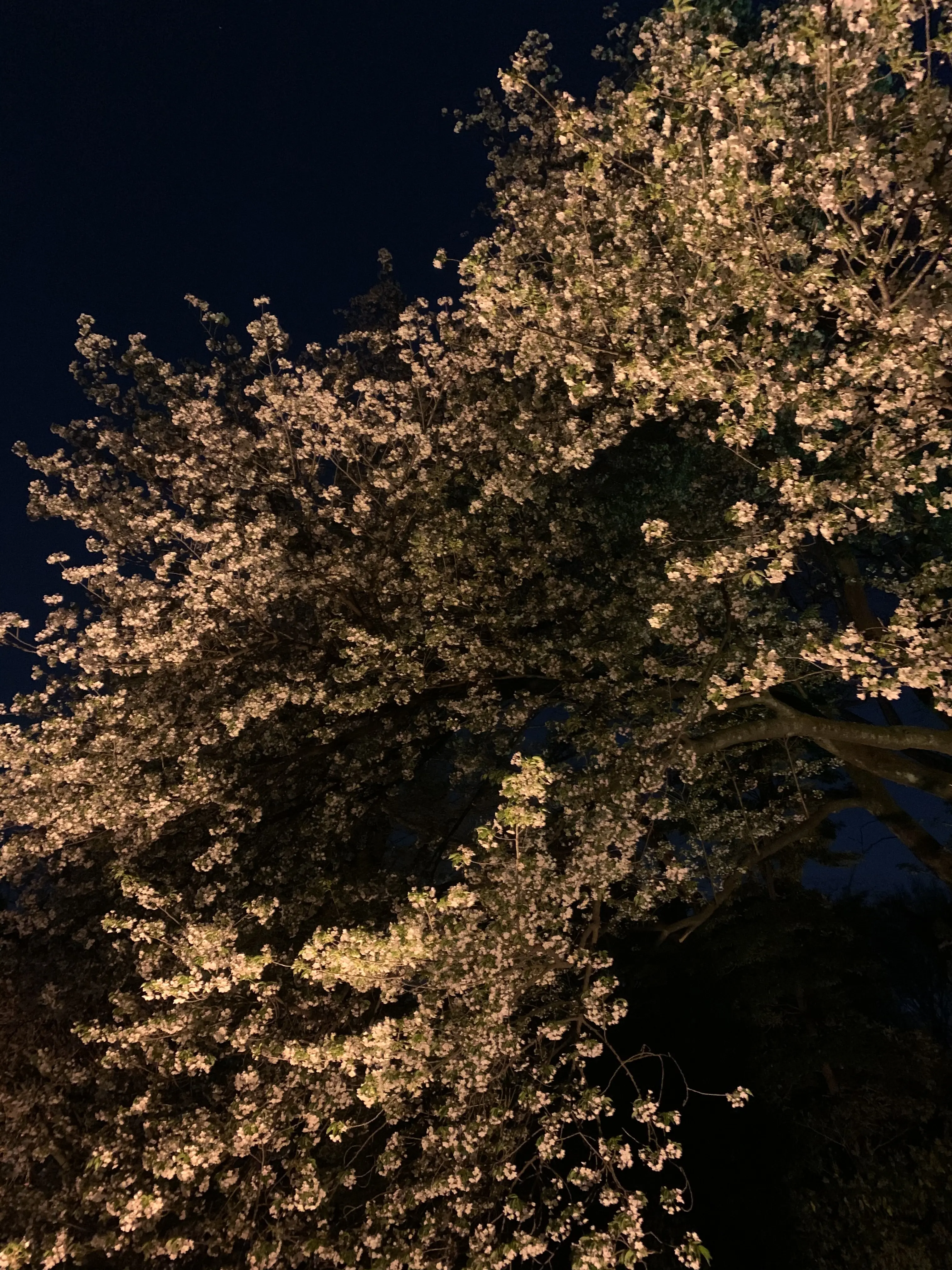 期間限定 ライトアップ夜桜　～幻想の世界～　新宿御苑×NAKID_1_3-1