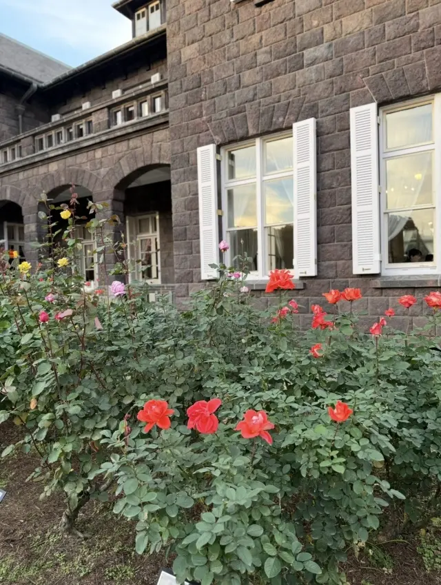 美しいバラと紅葉、旧古河庭園へ_1_12