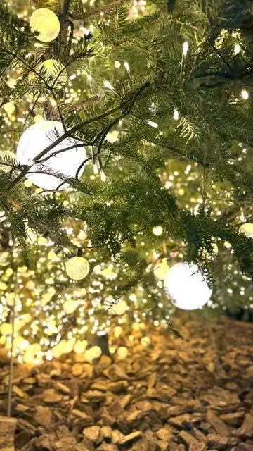 クリスマスツリー