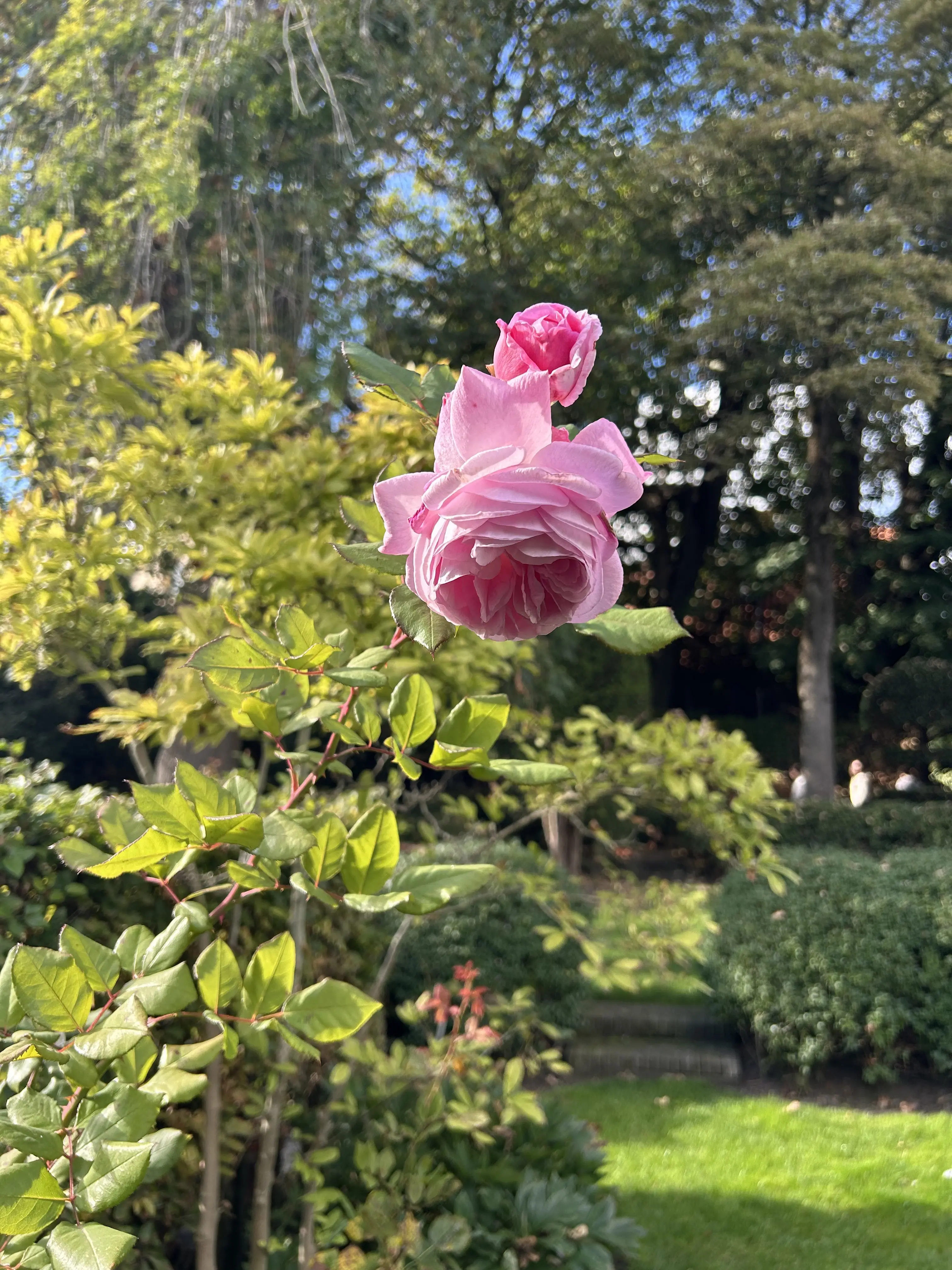 Frederiek Van Pamel　　ベルギー　花屋