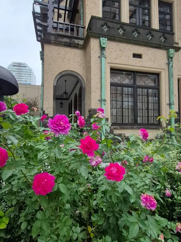 秋バラを求めて🌹Jマダムの「花友」とクラシックハウスを再訪_1_6-1