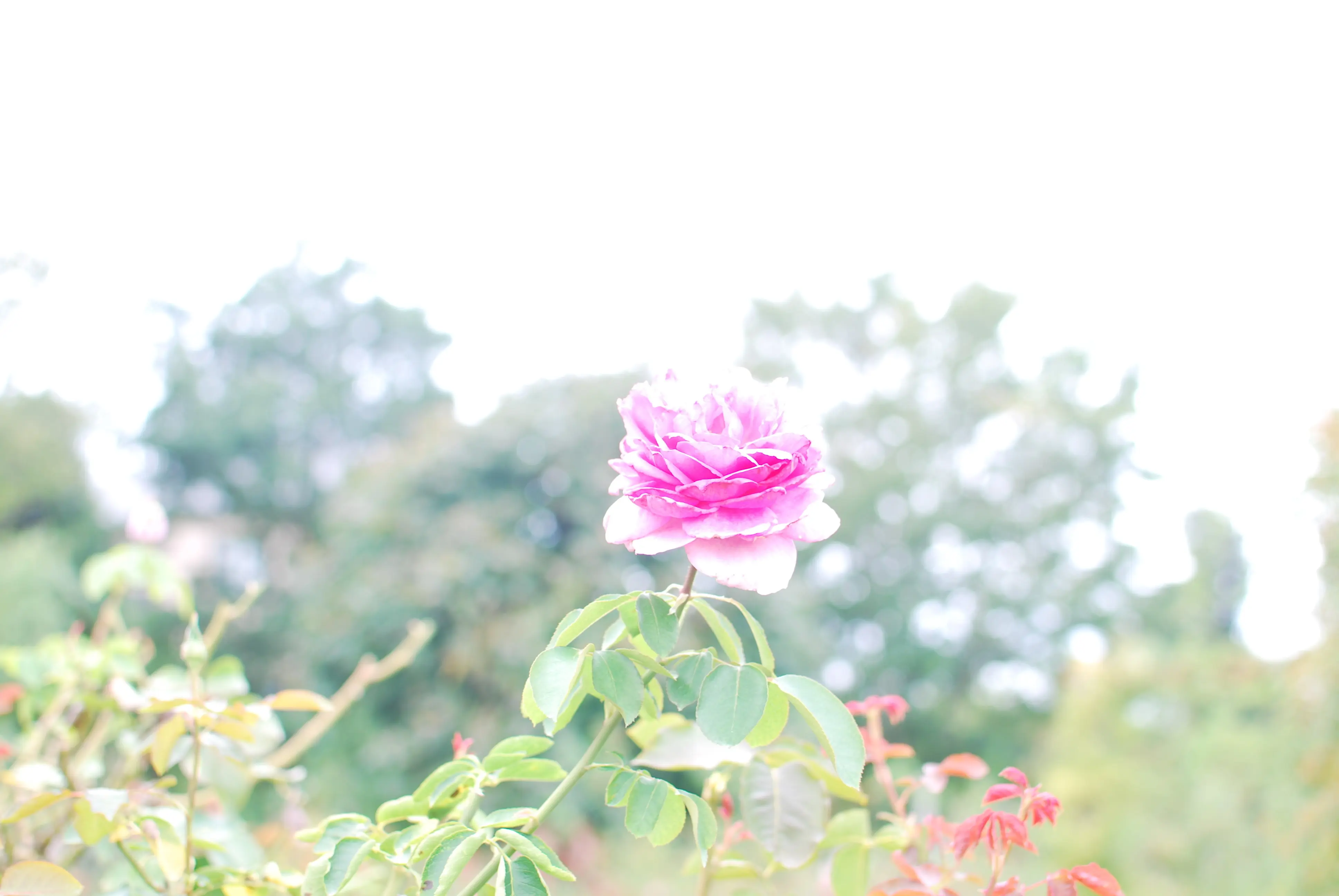 【さかぽんの冒険】秋バラの香りを探して♡@京成バラ園_1_7