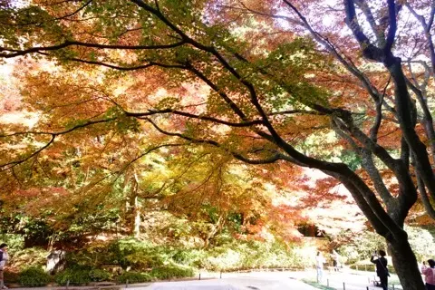 想像以上の絶景に出会えた神奈川の紅葉の見どころ〜北鎌倉・鎌倉編〜_1_3-1