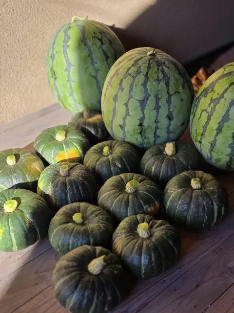 最近のお野菜たち_1_3