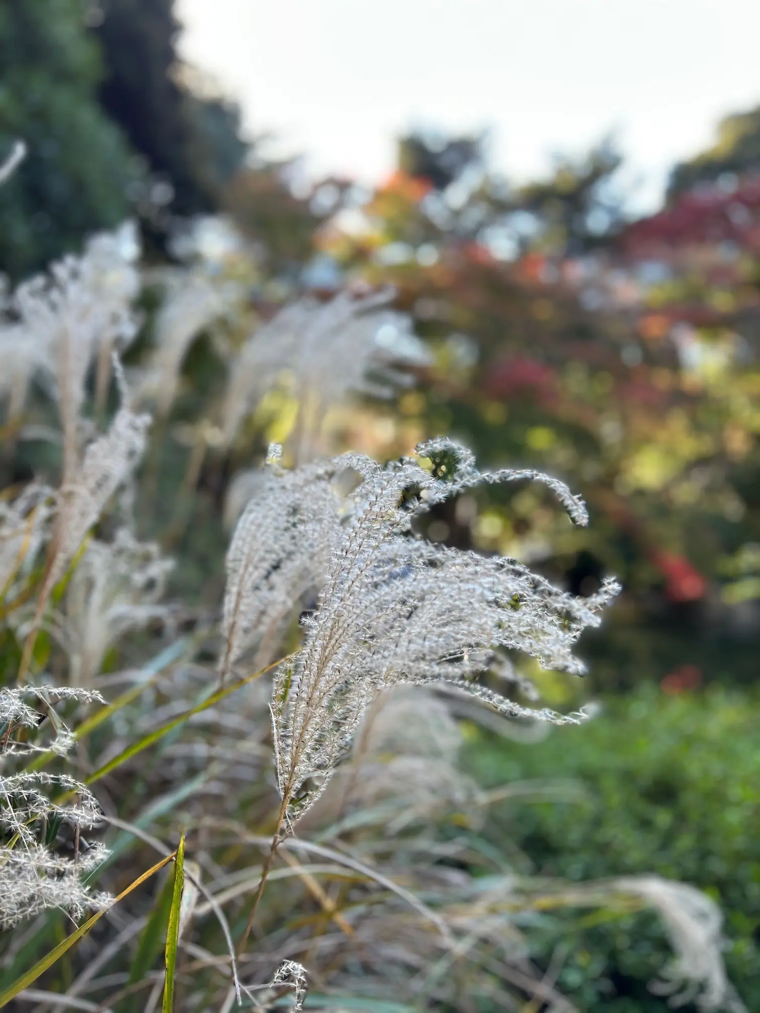 日本庭園