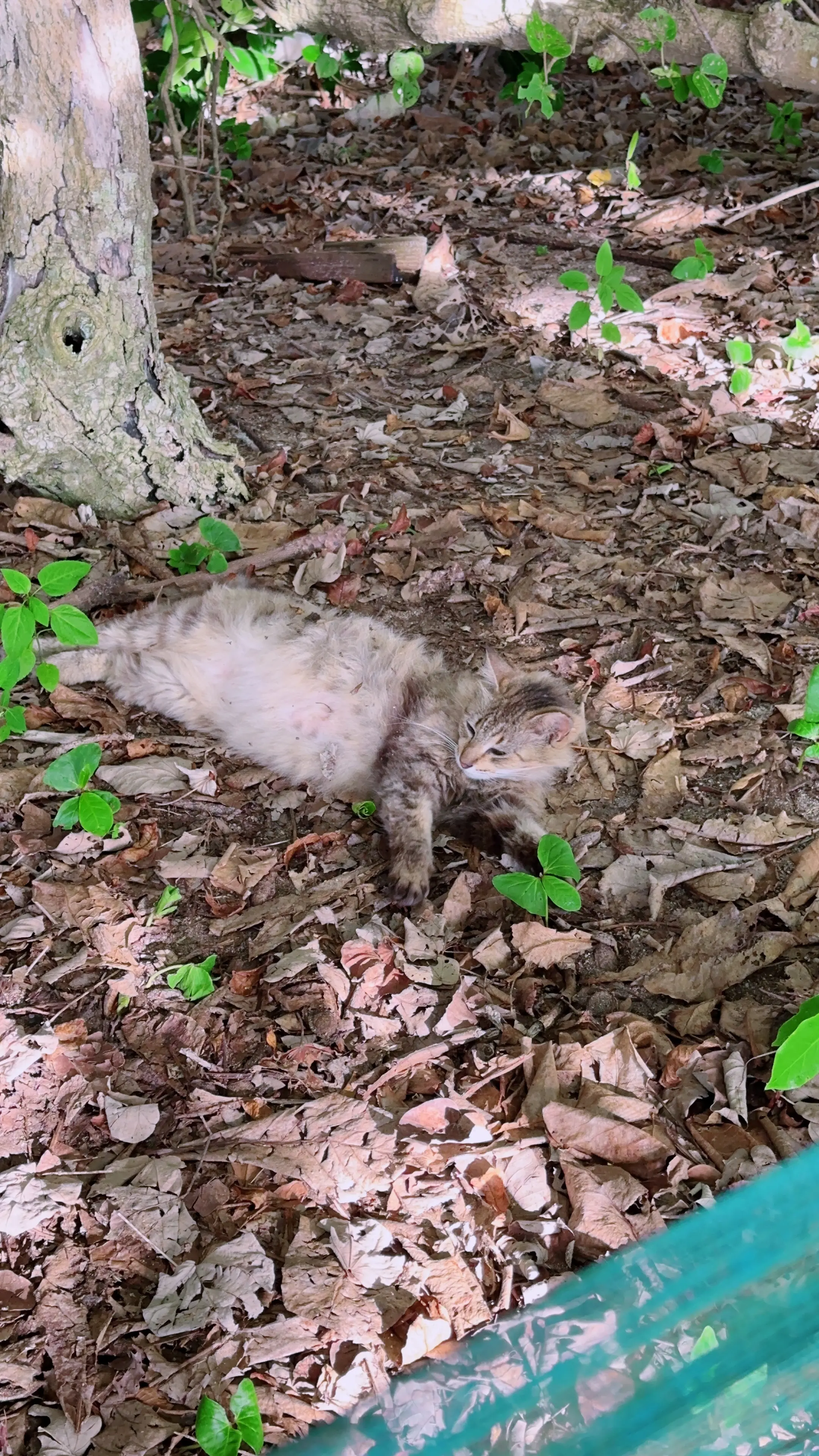 沖縄恩納村の猫