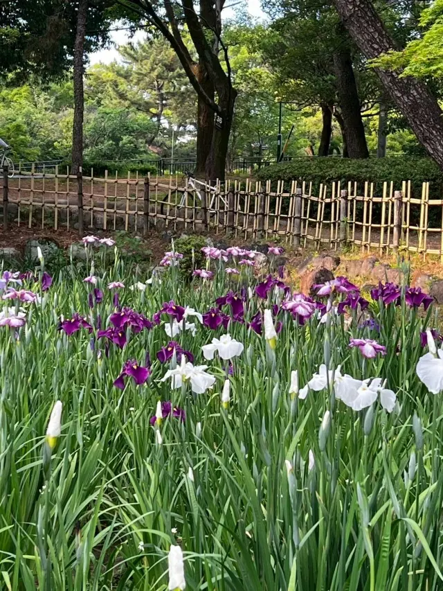 サックス侍さん 鶴舞公園公認アーティスト _1_9