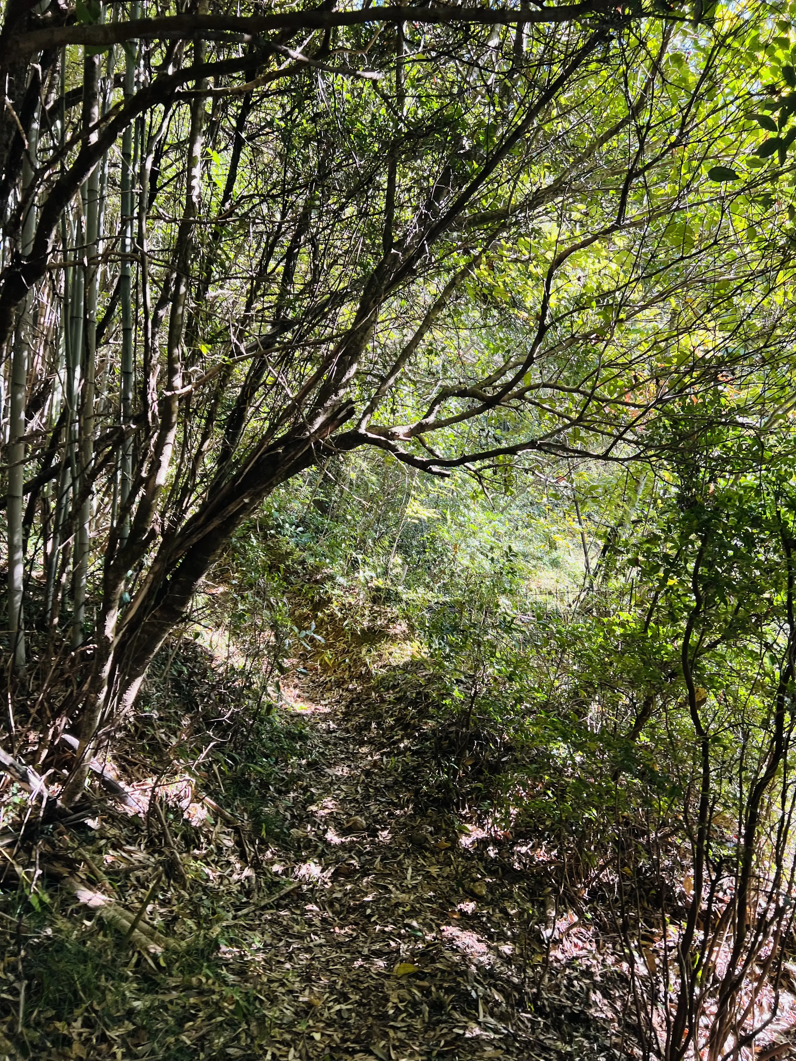 秋の恵みたっぷり！手作り酵素ドリンク_1_1