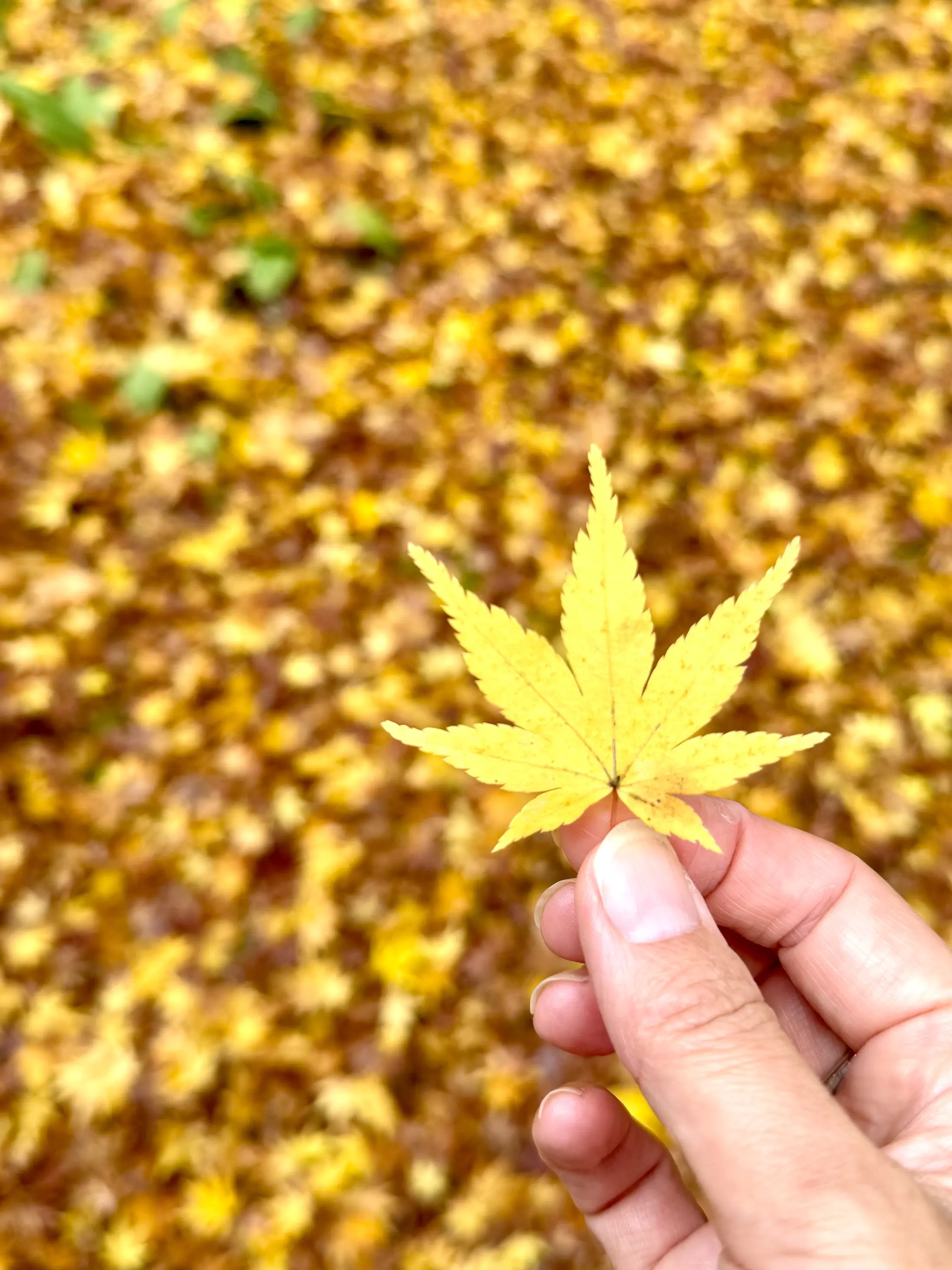 羽織るだけで見た目も気分も華やぐ♪ストールコーディネートで秋のお出かけ_1_18