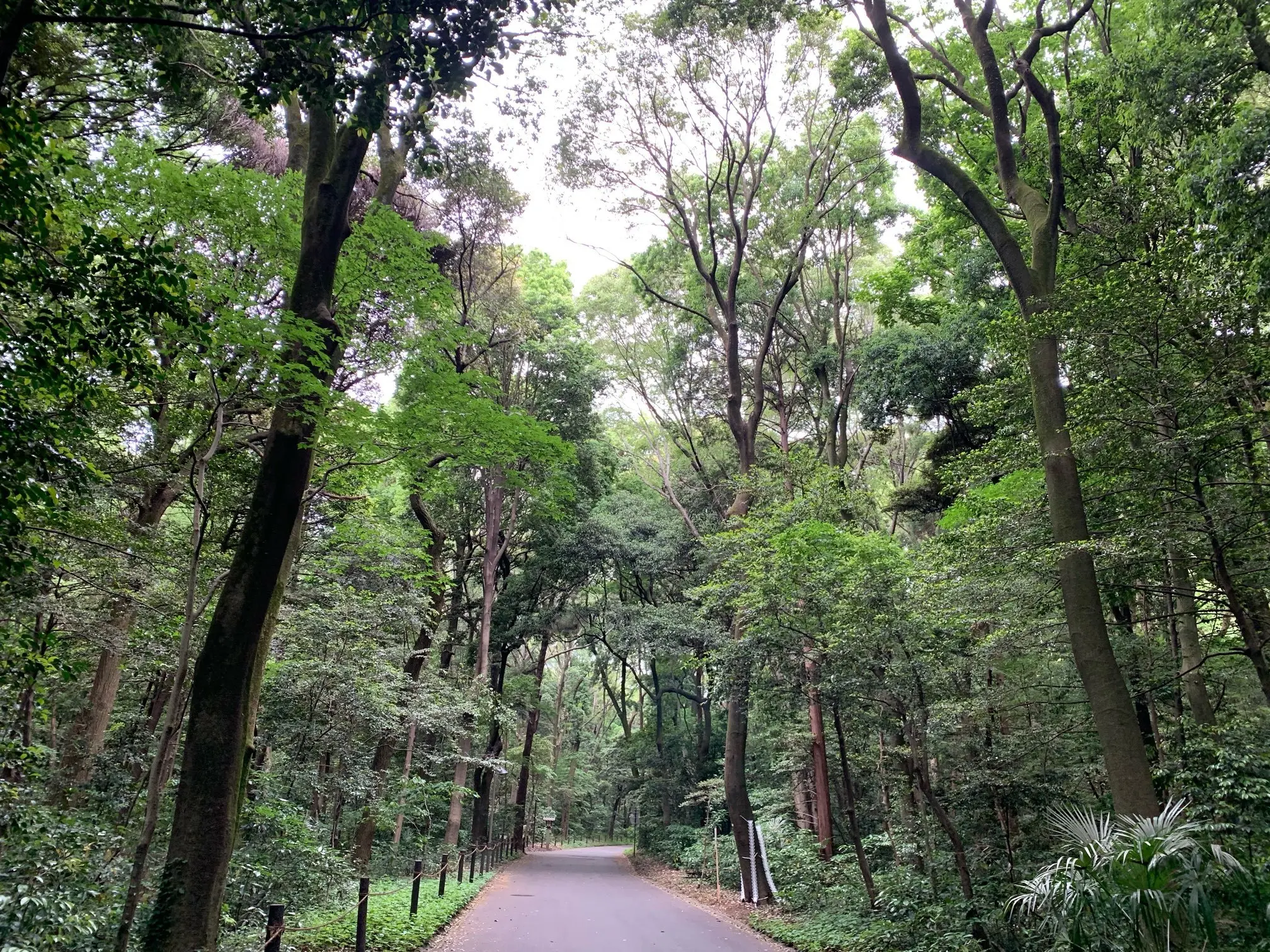 明治神宮の森の小道で浄化