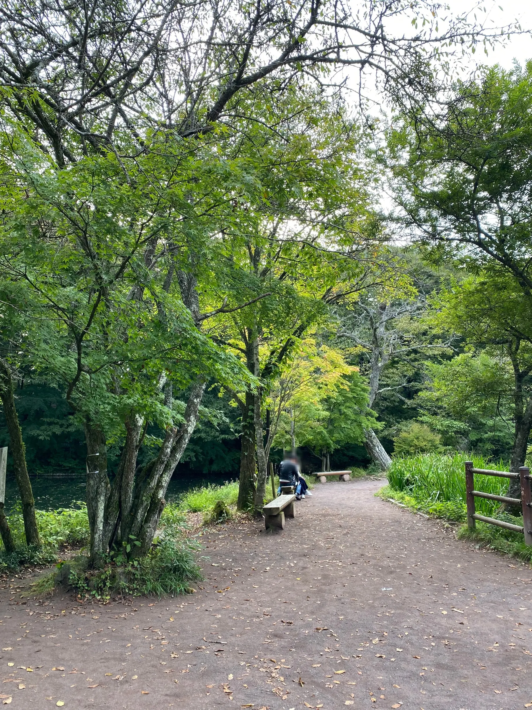 木漏れ日の遊歩道をのんびり散策。雲場池周辺の癒しの時間。