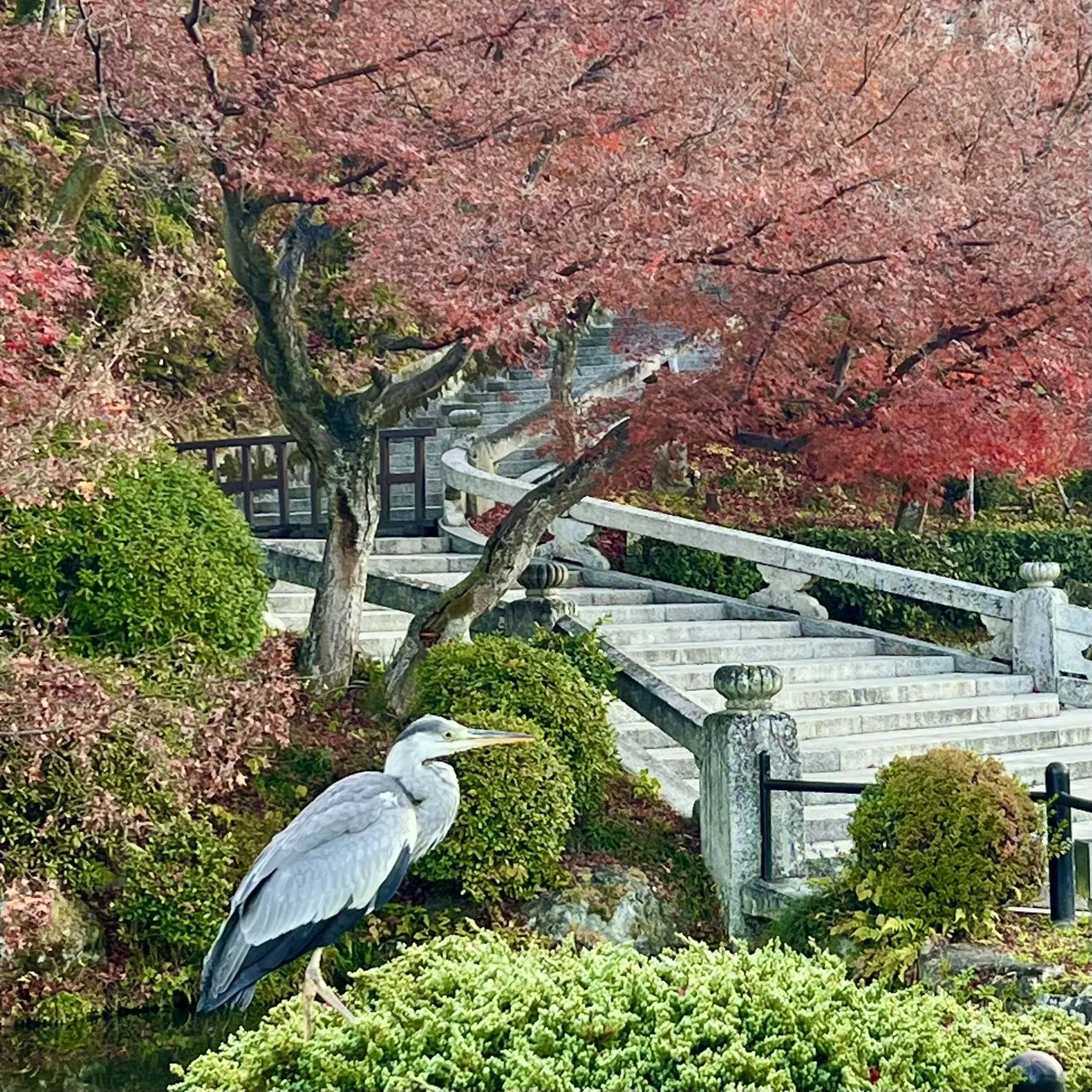 秋の景色を楽しむ♡京都の紅葉②_1_15