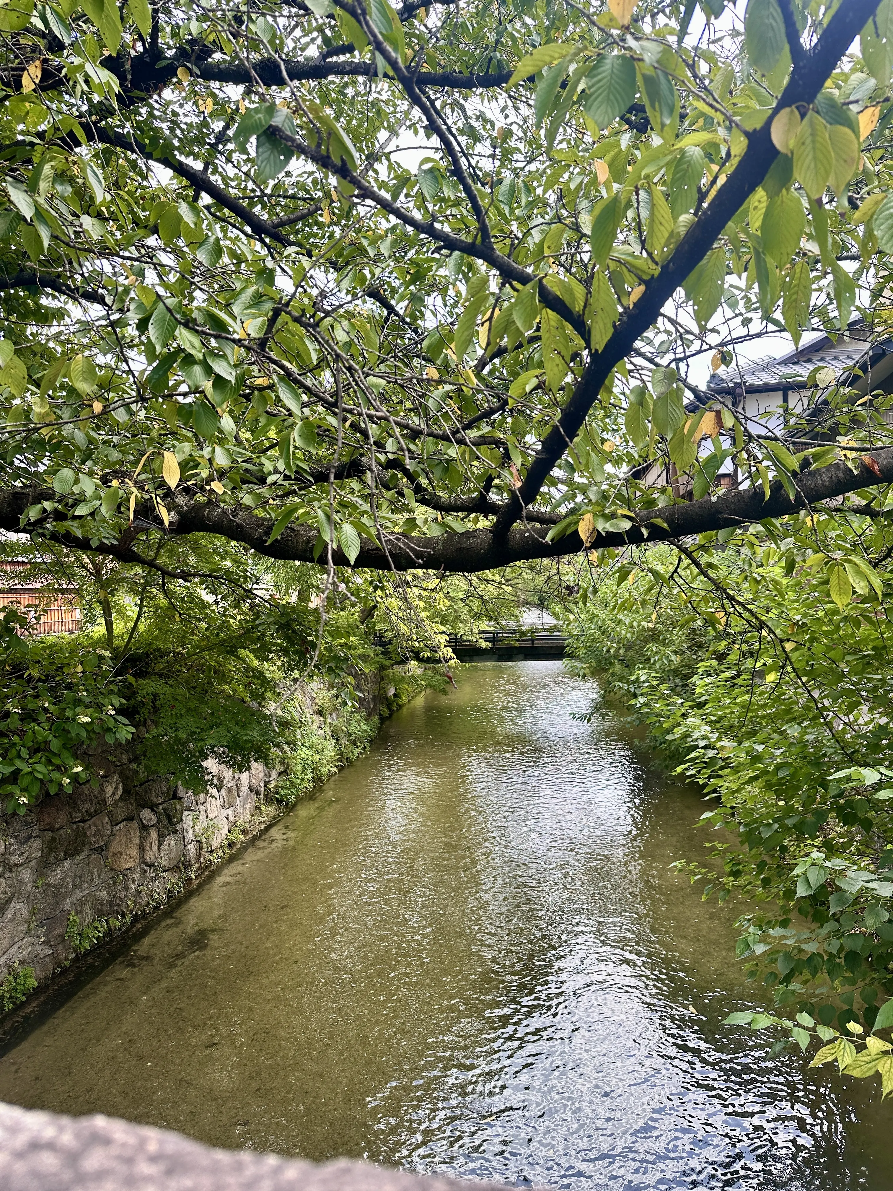 【京都】祇園ランチと白川散策_1_2