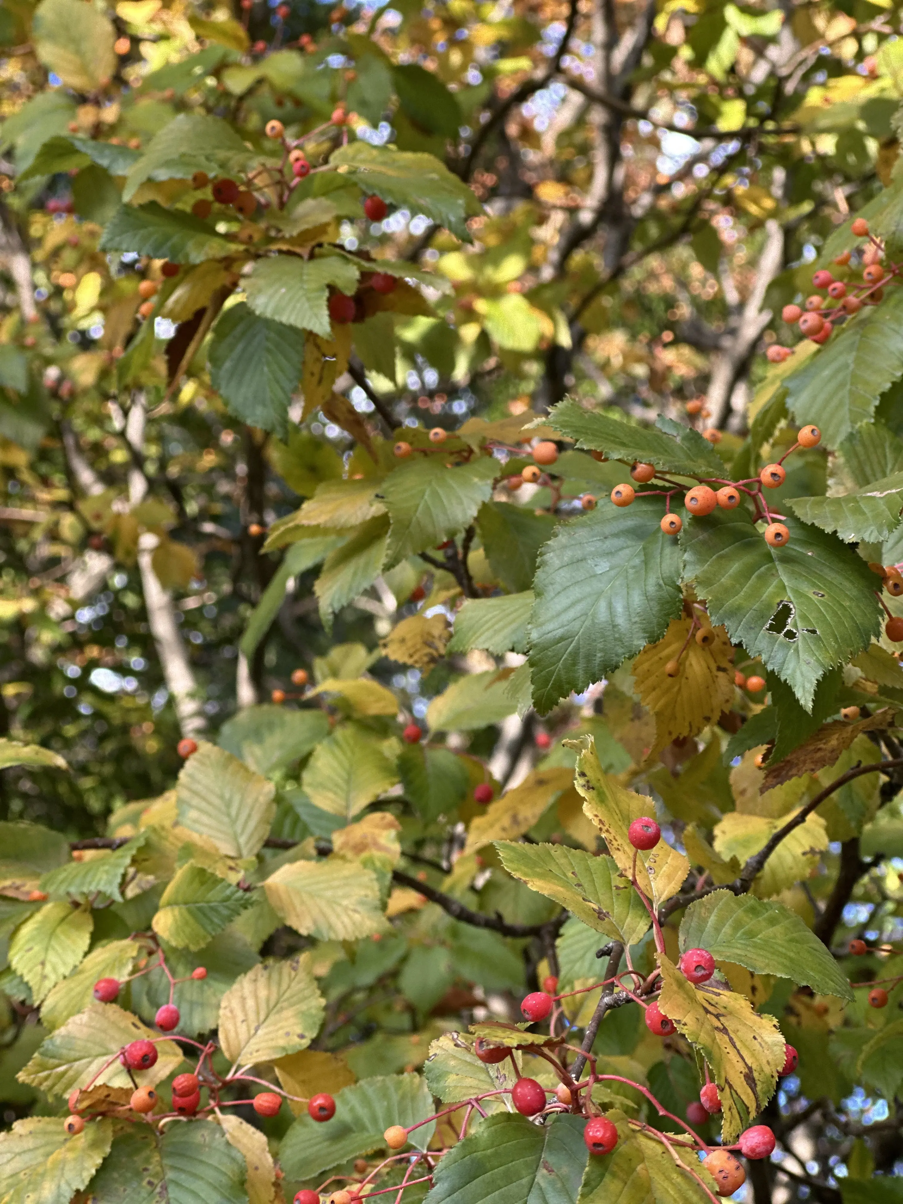 秋の好日、紅葉散る前に・・・。_1_10