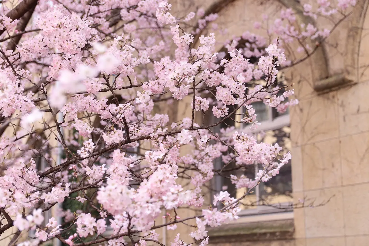 【京都・桜の開花情報 2024年】 元成徳中校舎・成徳学舎の“春めき桜”