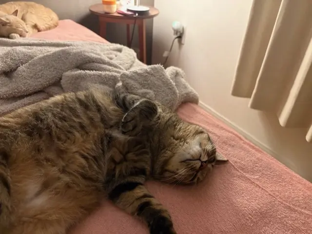 ねこ　保護猫　