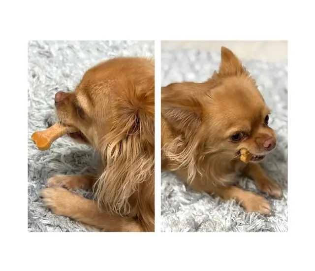 ワンちゃんとくつろげる北欧風カフェへ_1_10