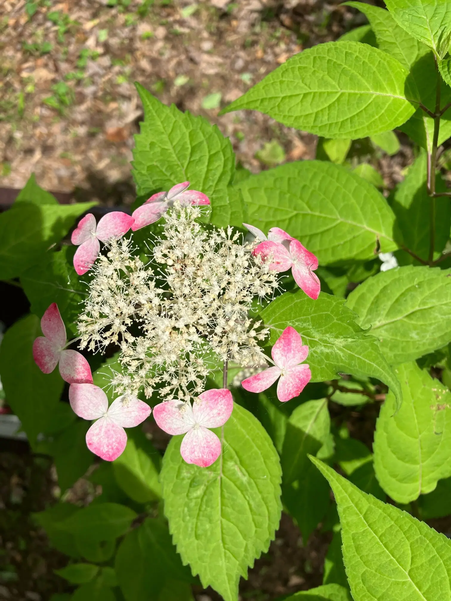 あじさい　紫陽花　　　　和のあじさい　六義園　ガクアジサイ　山紫陽花　都路里　　あじさいパフェ　大丸東京　手毬花　