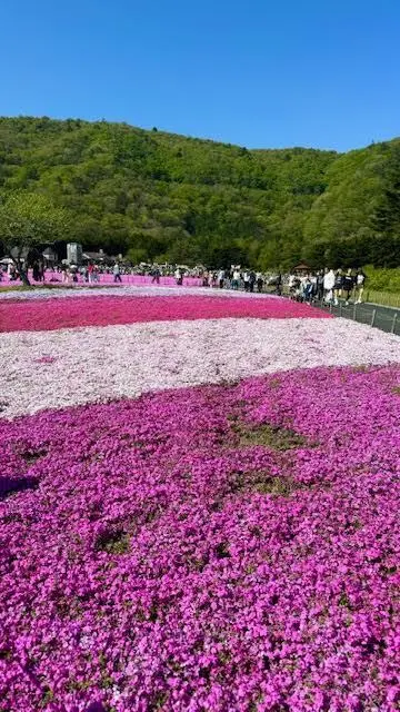 富士芝桜祭り