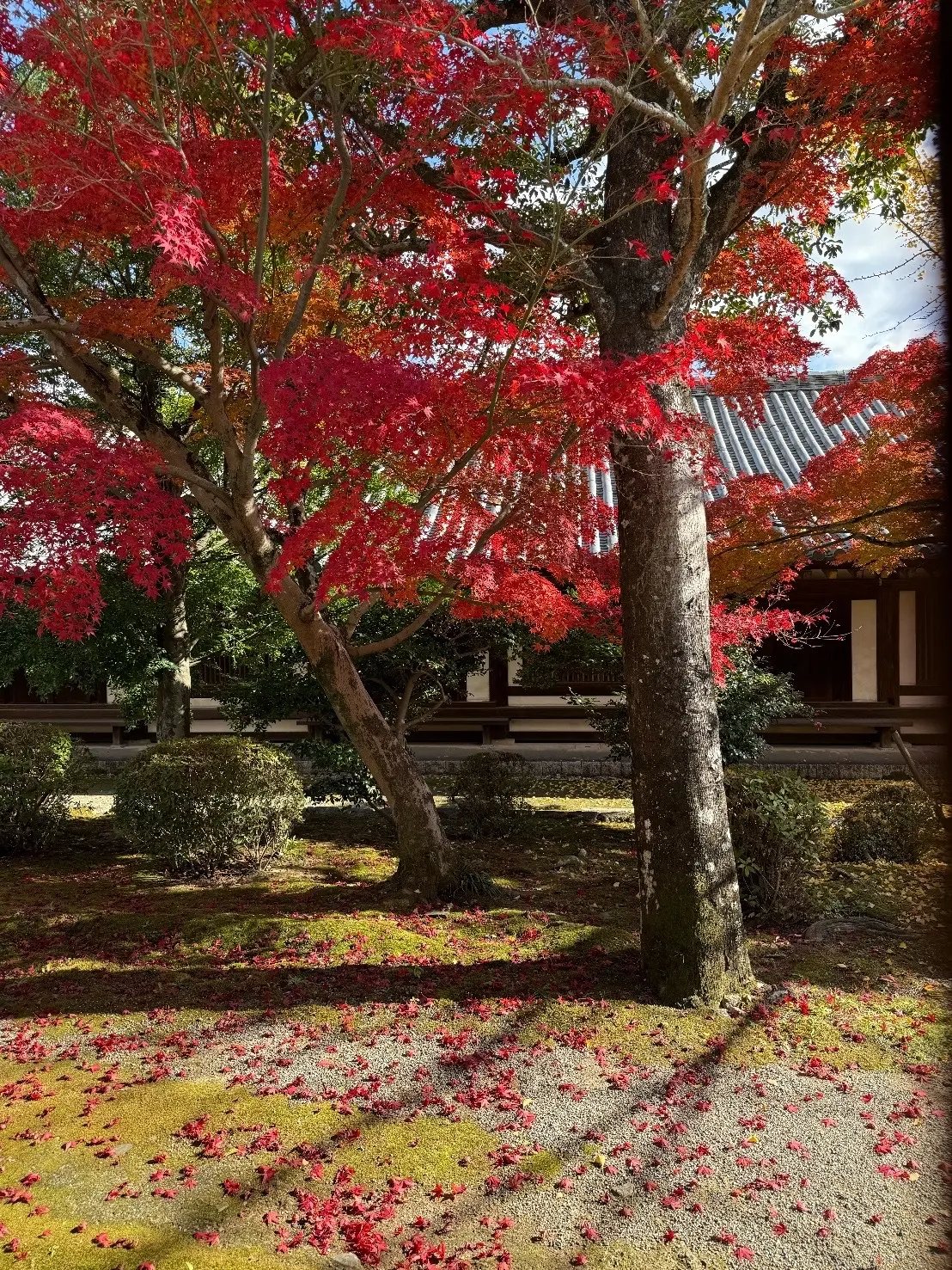 【大人旅 奈良】1300年以上の歴史を持つ世界文化遺産「法隆寺」_1_26