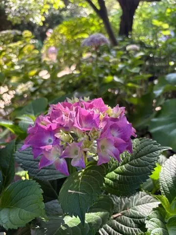鎌倉紫陽花と続・続・最後から二番目の恋ロケ地巡り_1_2-1