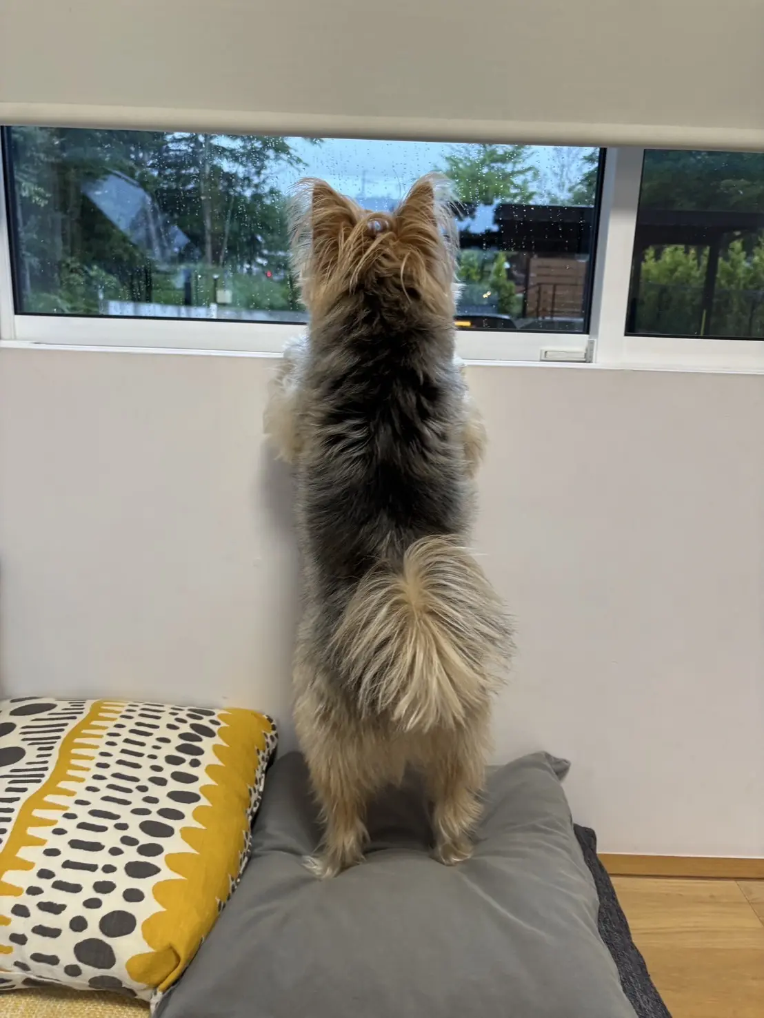 パパとママの帰りを待つゾーイちゃん