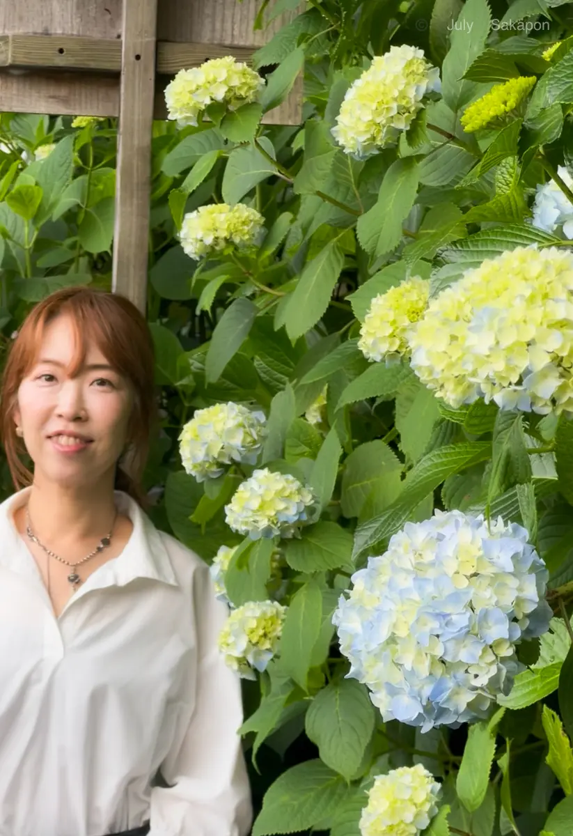 【鎌倉の紫陽花】2025.5.25撮影_1_2