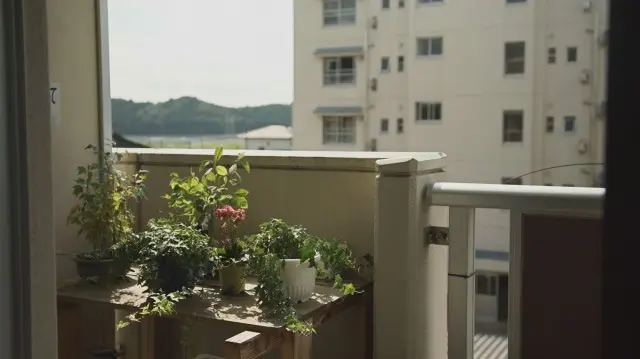 避難先の集合住宅で慈しまれる観葉植物