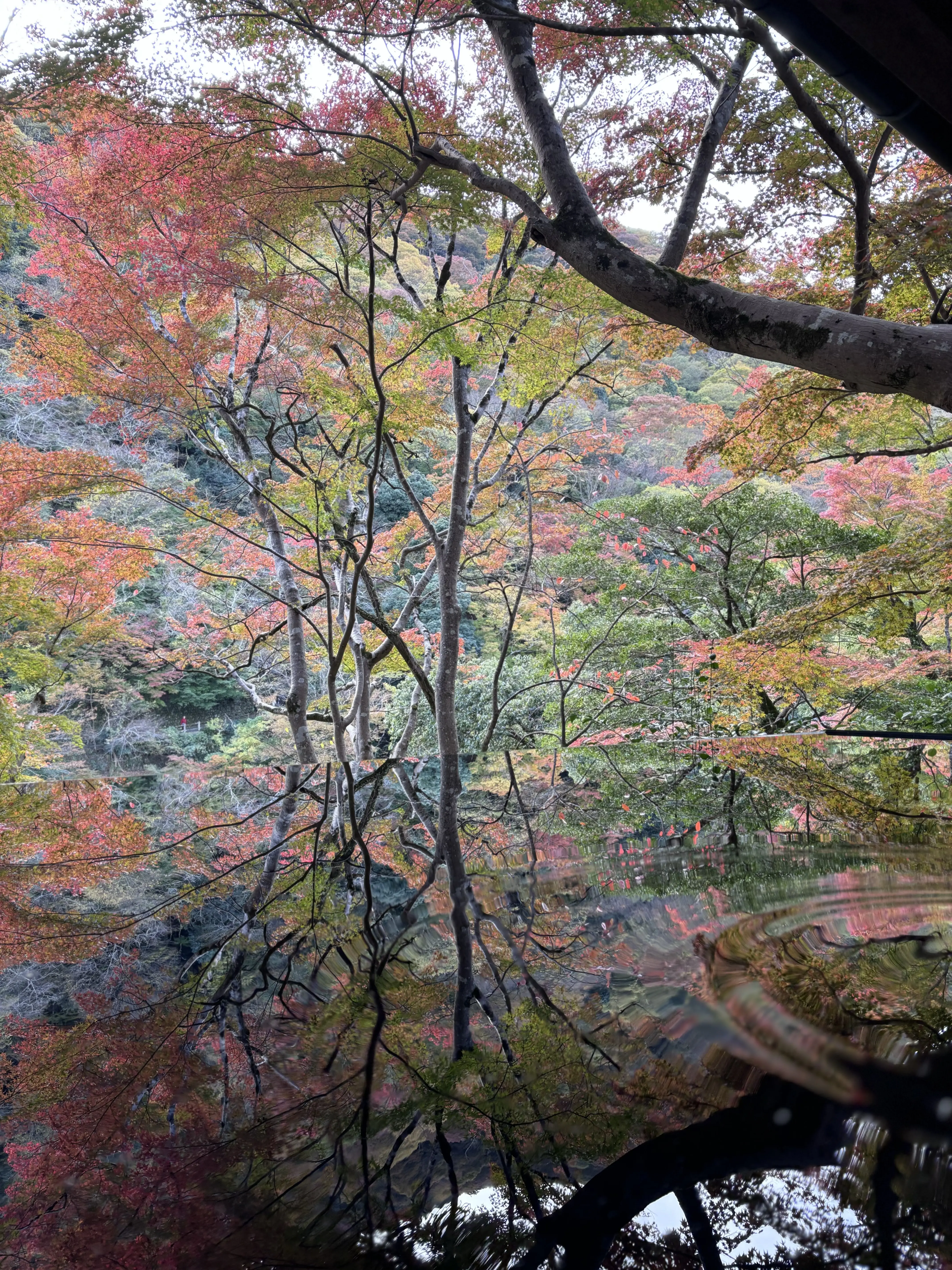 京都　嵐山　祐斎亭