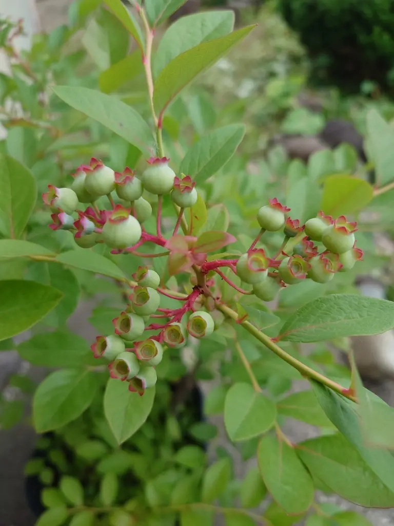 鉢植えのブルーベリー①