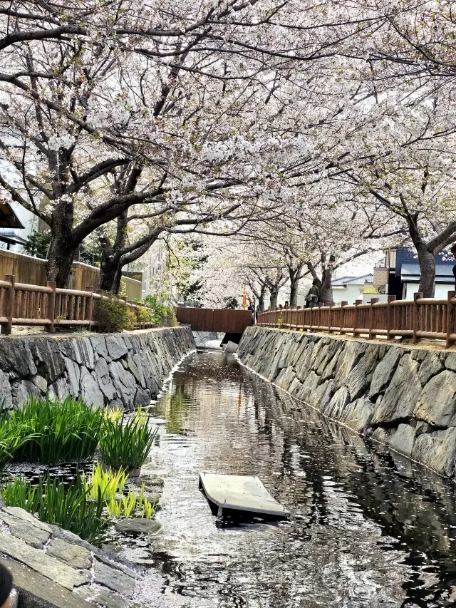 地元でお花見_1_1