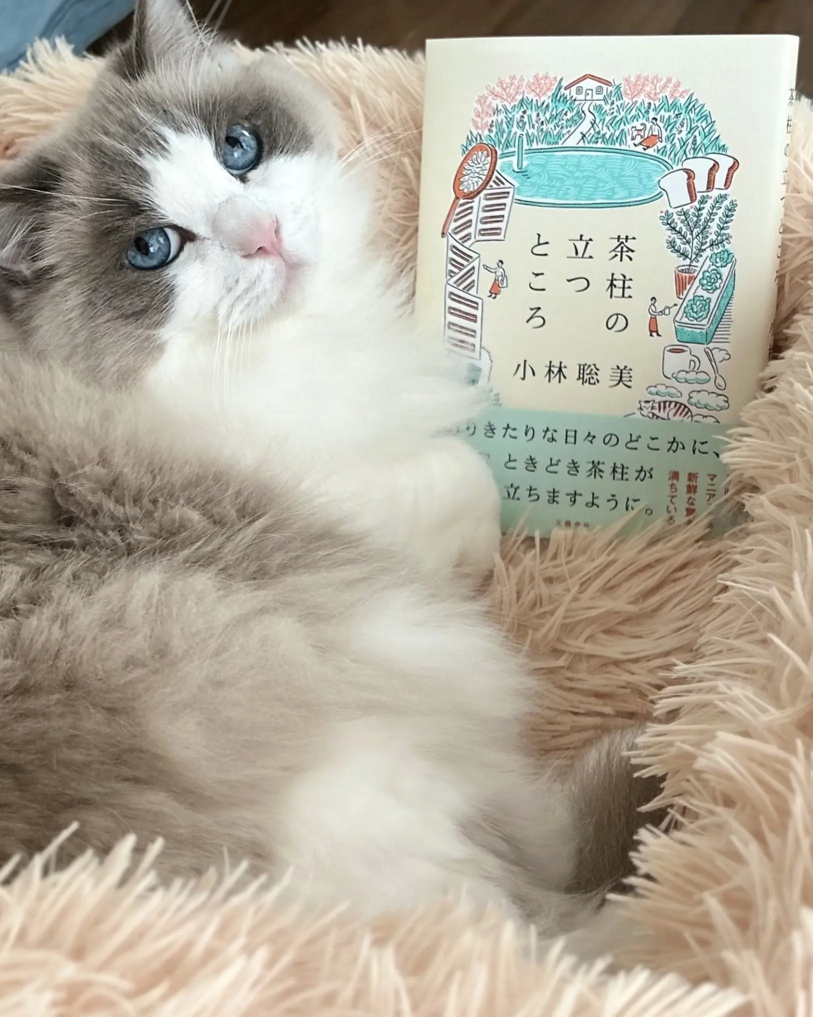 『茶柱の立つところ』小林聡美さんエッセイ本と猫