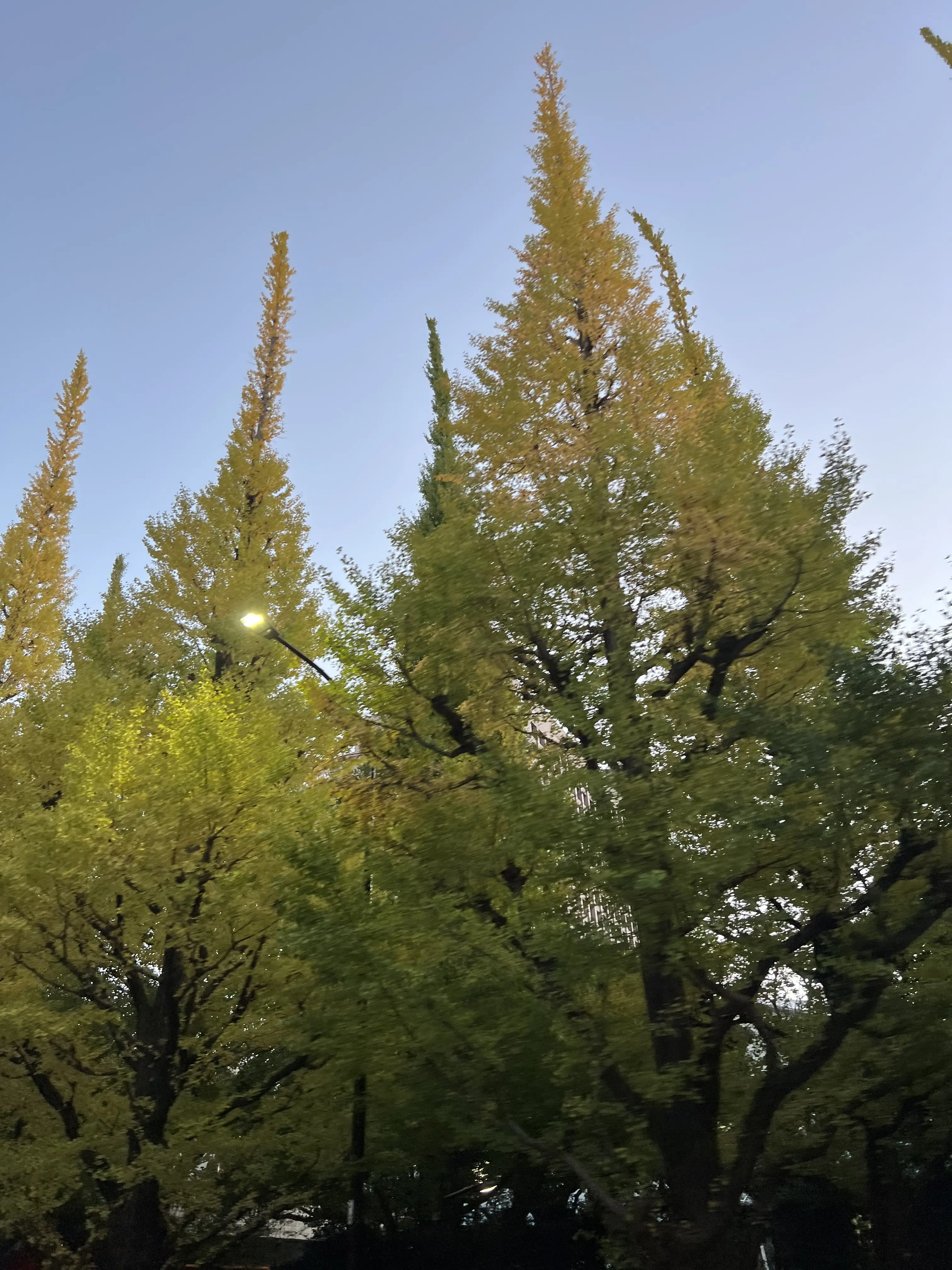 実はオールシーズン着回しています♪ブラックデニムワンピース_1_7