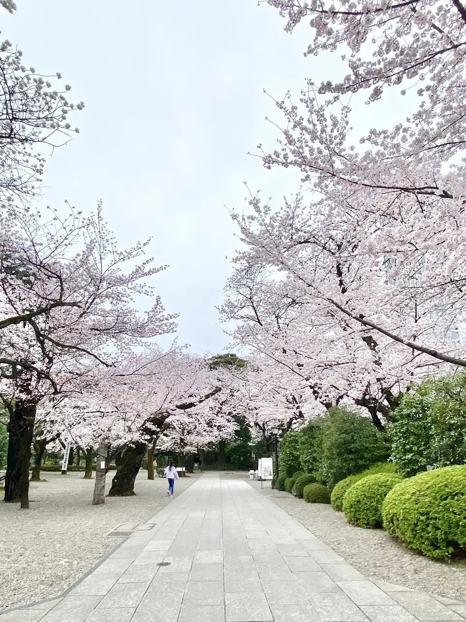 靖国神社 遊就館前の桜