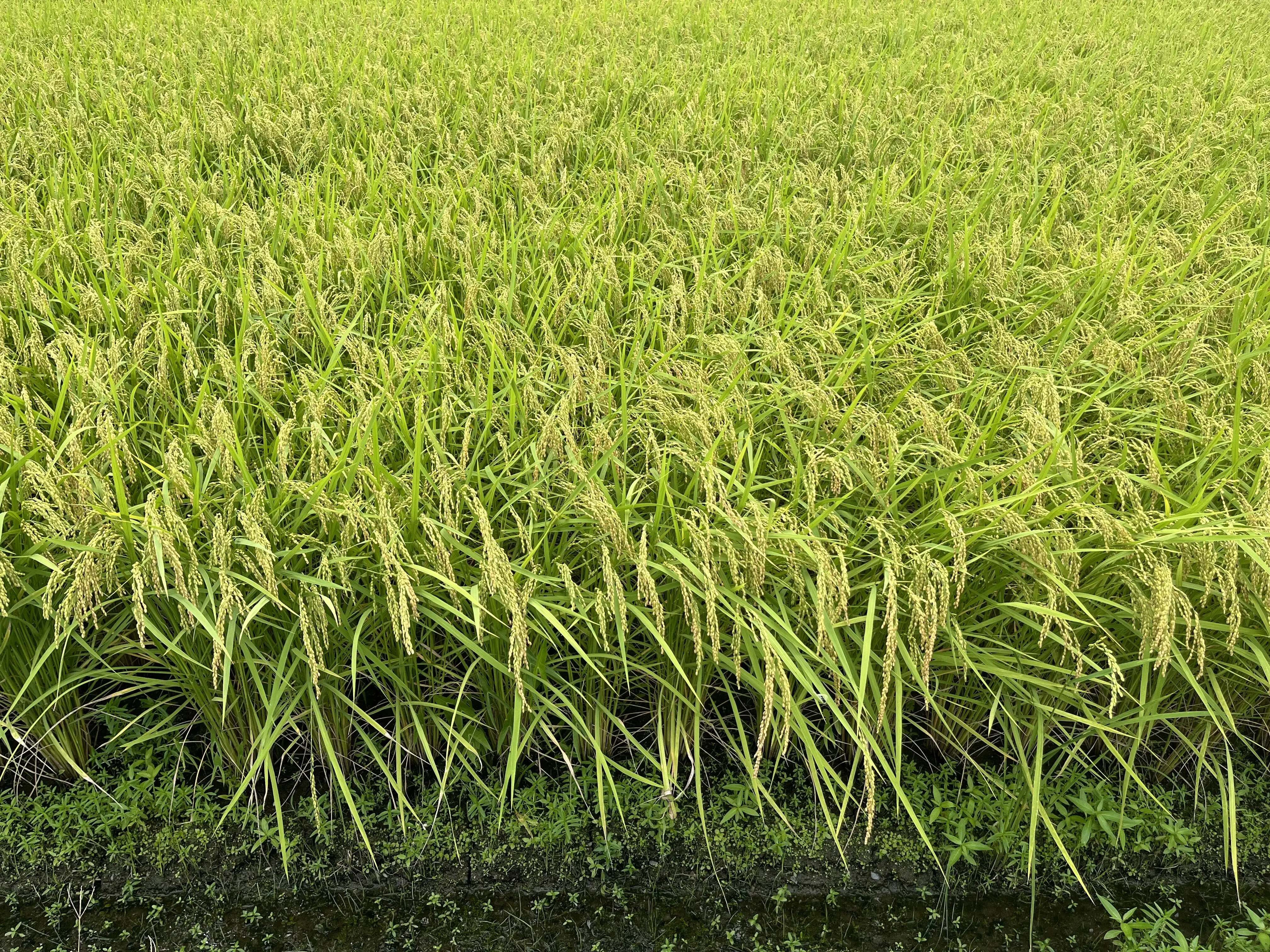 田んぼの稲